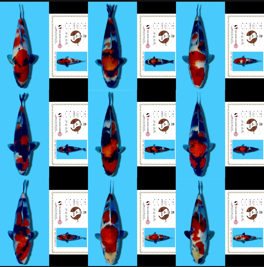 Lelang Koi Online, Jual Beli Ikan Koi, Pasar Koi Terbaik, Agen Lelang Koi, Penawaran Koi Berkualitas, Harga Jual Koi, Lelang Ikan Koi Import, Beli Koi Online, Jual Koi Murah, Koi Showroom, Penjual Koi Terpercaya, Lelang Koi Jakarta, Jual Koi Lokal, Koi Kualitas Unggul, Harga Terbaik Koi, Jual Koi Indukan, Lelang Ikan Hias Koi, Pasar Koi Indonesia, Beli Koi Berkualitas Tinggi, Koi Farm Terbesar, Jual Beli Koi Impor, Lelang Ikan Koi Kualitas Premium, Daftar Harga Koi Terbaru, Pusat Jual Beli Koi, Info Lelang Koi Hari Ini.