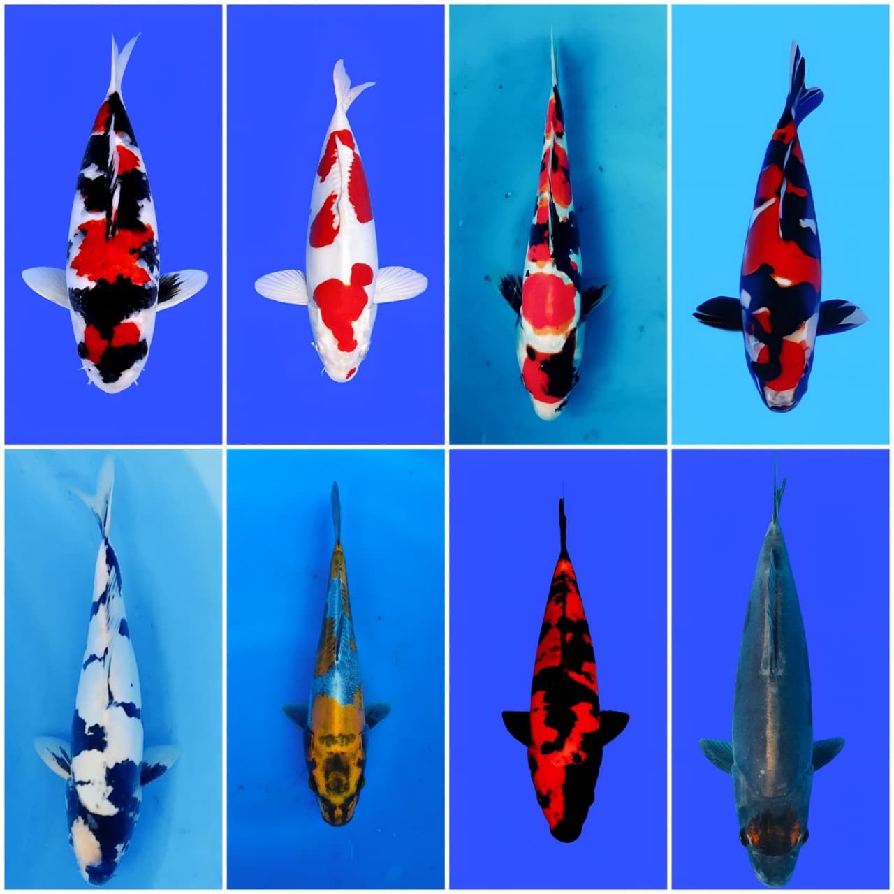 Lelang Koi Online, Jual Beli Ikan Koi, Pasar Koi Terbaik, Agen Lelang Koi, Penawaran Koi Berkualitas, Harga Jual Koi, Lelang Ikan Koi Import, Beli Koi Online, Jual Koi Murah, Koi Showroom, Penjual Koi Terpercaya, Lelang Koi Jakarta, Jual Koi Lokal, Koi Kualitas Unggul, Harga Terbaik Koi, Jual Koi Indukan, Lelang Ikan Hias Koi, Pasar Koi Indonesia, Beli Koi Berkualitas Tinggi, Koi Farm Terbesar, Jual Beli Koi Impor, Lelang Ikan Koi Kualitas Premium, Daftar Harga Koi Terbaru, Pusat Jual Beli Koi, Info Lelang Koi Hari Ini.