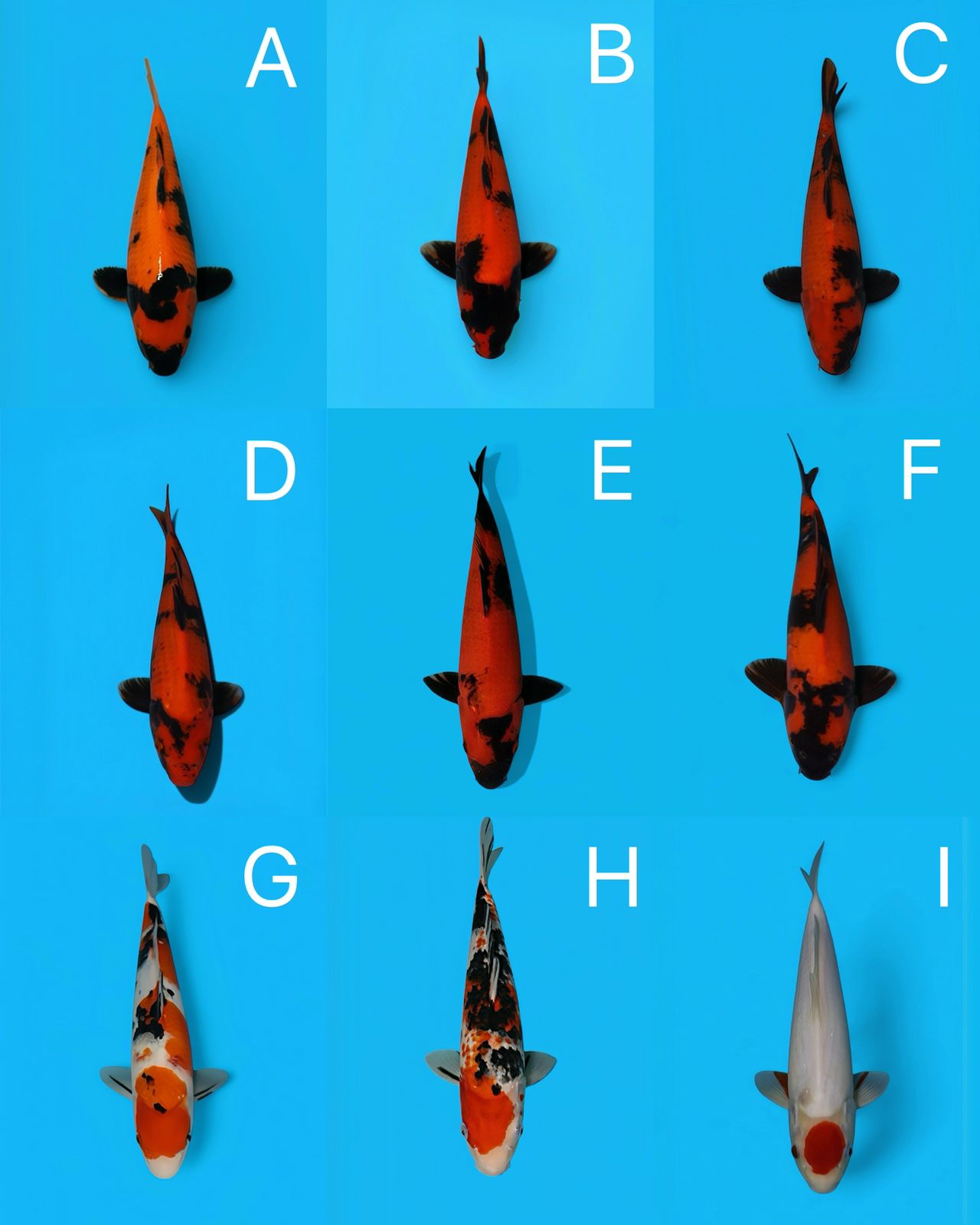 Lelang Koi Online, Jual Beli Ikan Koi, Pasar Koi Terbaik, Agen Lelang Koi, Penawaran Koi Berkualitas, Harga Jual Koi, Lelang Ikan Koi Import, Beli Koi Online, Jual Koi Murah, Koi Showroom, Penjual Koi Terpercaya, Lelang Koi Jakarta, Jual Koi Lokal, Koi Kualitas Unggul, Harga Terbaik Koi, Jual Koi Indukan, Lelang Ikan Hias Koi, Pasar Koi Indonesia, Beli Koi Berkualitas Tinggi, Koi Farm Terbesar, Jual Beli Koi Impor, Lelang Ikan Koi Kualitas Premium, Daftar Harga Koi Terbaru, Pusat Jual Beli Koi, Info Lelang Koi Hari Ini.