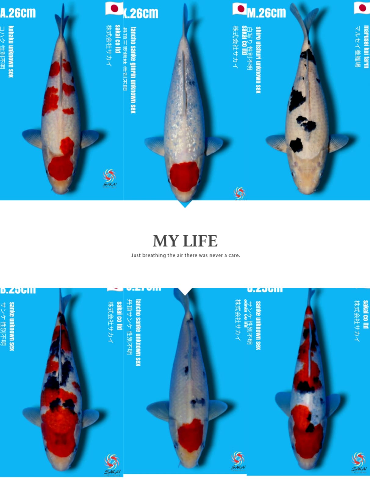 Lelang Koi Online, Jual Beli Ikan Koi, Pasar Koi Terbaik, Agen Lelang Koi, Penawaran Koi Berkualitas, Harga Jual Koi, Lelang Ikan Koi Import, Beli Koi Online, Jual Koi Murah, Koi Showroom, Penjual Koi Terpercaya, Lelang Koi Jakarta, Jual Koi Lokal, Koi Kualitas Unggul, Harga Terbaik Koi, Jual Koi Indukan, Lelang Ikan Hias Koi, Pasar Koi Indonesia, Beli Koi Berkualitas Tinggi, Koi Farm Terbesar, Jual Beli Koi Impor, Lelang Ikan Koi Kualitas Premium, Daftar Harga Koi Terbaru, Pusat Jual Beli Koi, Info Lelang Koi Hari Ini.