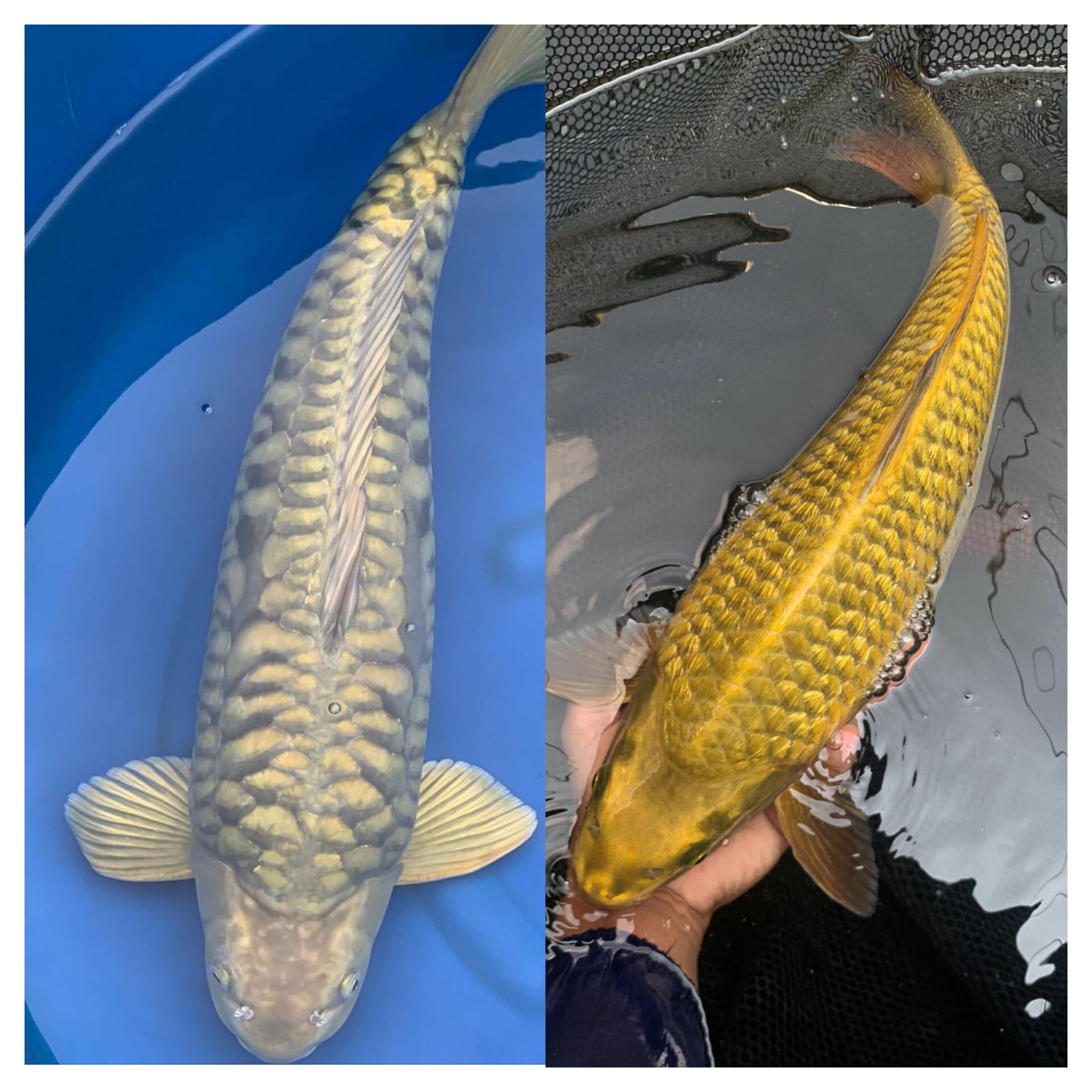 Lelang Koi Online, Jual Beli Ikan Koi, Pasar Koi Terbaik, Agen Lelang Koi, Penawaran Koi Berkualitas, Harga Jual Koi, Lelang Ikan Koi Import, Beli Koi Online, Jual Koi Murah, Koi Showroom, Penjual Koi Terpercaya, Lelang Koi Jakarta, Jual Koi Lokal, Koi Kualitas Unggul, Harga Terbaik Koi, Jual Koi Indukan, Lelang Ikan Hias Koi, Pasar Koi Indonesia, Beli Koi Berkualitas Tinggi, Koi Farm Terbesar, Jual Beli Koi Impor, Lelang Ikan Koi Kualitas Premium, Daftar Harga Koi Terbaru, Pusat Jual Beli Koi, Info Lelang Koi Hari Ini.