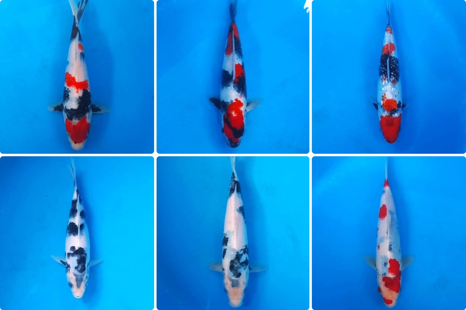 Lelang Koi Online, Jual Beli Ikan Koi, Pasar Koi Terbaik, Agen Lelang Koi, Penawaran Koi Berkualitas, Harga Jual Koi, Lelang Ikan Koi Import, Beli Koi Online, Jual Koi Murah, Koi Showroom, Penjual Koi Terpercaya, Lelang Koi Jakarta, Jual Koi Lokal, Koi Kualitas Unggul, Harga Terbaik Koi, Jual Koi Indukan, Lelang Ikan Hias Koi, Pasar Koi Indonesia, Beli Koi Berkualitas Tinggi, Koi Farm Terbesar, Jual Beli Koi Impor, Lelang Ikan Koi Kualitas Premium, Daftar Harga Koi Terbaru, Pusat Jual Beli Koi, Info Lelang Koi Hari Ini.