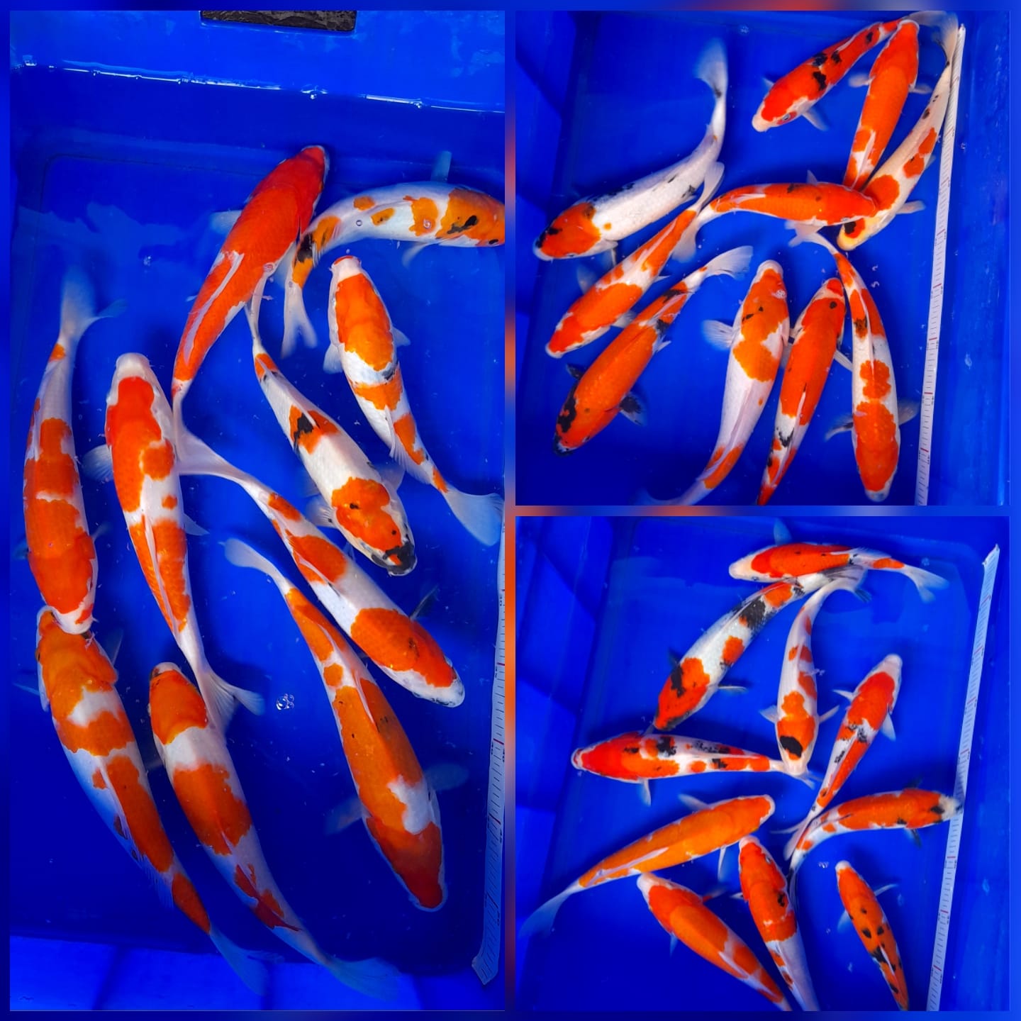 Lelang Koi Online, Jual Beli Ikan Koi, Pasar Koi Terbaik, Agen Lelang Koi, Penawaran Koi Berkualitas, Harga Jual Koi, Lelang Ikan Koi Import, Beli Koi Online, Jual Koi Murah, Koi Showroom, Penjual Koi Terpercaya, Lelang Koi Jakarta, Jual Koi Lokal, Koi Kualitas Unggul, Harga Terbaik Koi, Jual Koi Indukan, Lelang Ikan Hias Koi, Pasar Koi Indonesia, Beli Koi Berkualitas Tinggi, Koi Farm Terbesar, Jual Beli Koi Impor, Lelang Ikan Koi Kualitas Premium, Daftar Harga Koi Terbaru, Pusat Jual Beli Koi, Info Lelang Koi Hari Ini.