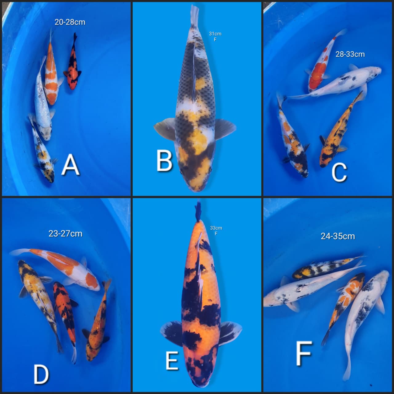 Lelang Koi Online, Jual Beli Ikan Koi, Pasar Koi Terbaik, Agen Lelang Koi, Penawaran Koi Berkualitas, Harga Jual Koi, Lelang Ikan Koi Import, Beli Koi Online, Jual Koi Murah, Koi Showroom, Penjual Koi Terpercaya, Lelang Koi Jakarta, Jual Koi Lokal, Koi Kualitas Unggul, Harga Terbaik Koi, Jual Koi Indukan, Lelang Ikan Hias Koi, Pasar Koi Indonesia, Beli Koi Berkualitas Tinggi, Koi Farm Terbesar, Jual Beli Koi Impor, Lelang Ikan Koi Kualitas Premium, Daftar Harga Koi Terbaru, Pusat Jual Beli Koi, Info Lelang Koi Hari Ini.