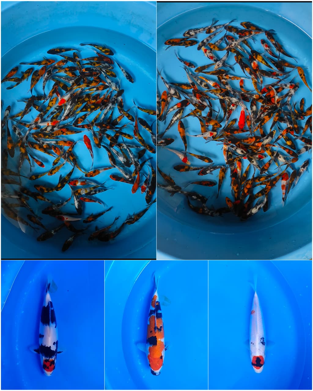 Lelang Koi Online, Jual Beli Ikan Koi, Pasar Koi Terbaik, Agen Lelang Koi, Penawaran Koi Berkualitas, Harga Jual Koi, Lelang Ikan Koi Import, Beli Koi Online, Jual Koi Murah, Koi Showroom, Penjual Koi Terpercaya, Lelang Koi Jakarta, Jual Koi Lokal, Koi Kualitas Unggul, Harga Terbaik Koi, Jual Koi Indukan, Lelang Ikan Hias Koi, Pasar Koi Indonesia, Beli Koi Berkualitas Tinggi, Koi Farm Terbesar, Jual Beli Koi Impor, Lelang Ikan Koi Kualitas Premium, Daftar Harga Koi Terbaru, Pusat Jual Beli Koi, Info Lelang Koi Hari Ini.