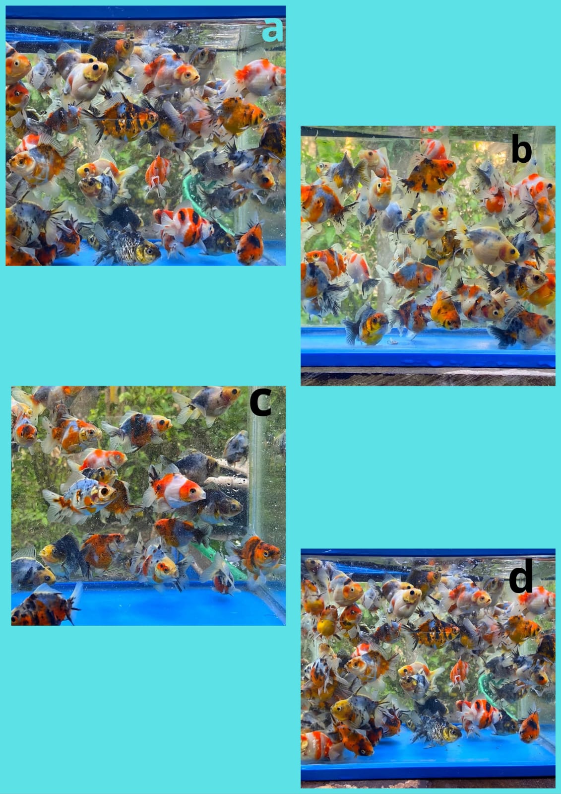 Lelang Koi Online, Jual Beli Ikan Koi, Pasar Koi Terbaik, Agen Lelang Koi, Penawaran Koi Berkualitas, Harga Jual Koi, Lelang Ikan Koi Import, Beli Koi Online, Jual Koi Murah, Koi Showroom, Penjual Koi Terpercaya, Lelang Koi Jakarta, Jual Koi Lokal, Koi Kualitas Unggul, Harga Terbaik Koi, Jual Koi Indukan, Lelang Ikan Hias Koi, Pasar Koi Indonesia, Beli Koi Berkualitas Tinggi, Koi Farm Terbesar, Jual Beli Koi Impor, Lelang Ikan Koi Kualitas Premium, Daftar Harga Koi Terbaru, Pusat Jual Beli Koi, Info Lelang Koi Hari Ini.