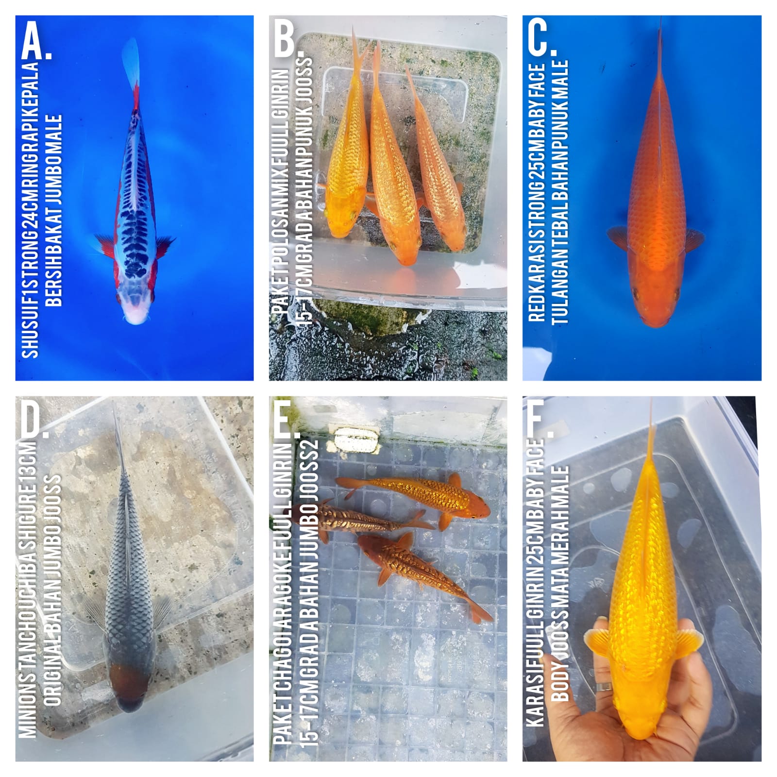 Lelang Koi Online, Jual Beli Ikan Koi, Pasar Koi Terbaik, Agen Lelang Koi, Penawaran Koi Berkualitas, Harga Jual Koi, Lelang Ikan Koi Import, Beli Koi Online, Jual Koi Murah, Koi Showroom, Penjual Koi Terpercaya, Lelang Koi Jakarta, Jual Koi Lokal, Koi Kualitas Unggul, Harga Terbaik Koi, Jual Koi Indukan, Lelang Ikan Hias Koi, Pasar Koi Indonesia, Beli Koi Berkualitas Tinggi, Koi Farm Terbesar, Jual Beli Koi Impor, Lelang Ikan Koi Kualitas Premium, Daftar Harga Koi Terbaru, Pusat Jual Beli Koi, Info Lelang Koi Hari Ini.