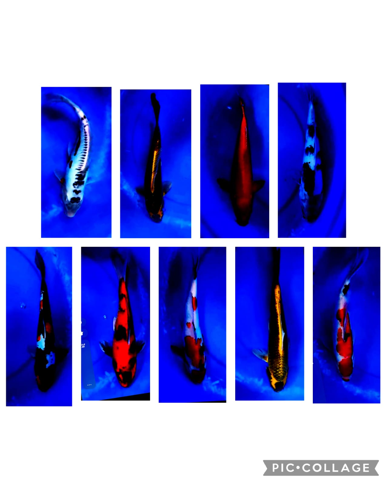 Lelang Koi Online, Jual Beli Ikan Koi, Pasar Koi Terbaik, Agen Lelang Koi, Penawaran Koi Berkualitas, Harga Jual Koi, Lelang Ikan Koi Import, Beli Koi Online, Jual Koi Murah, Koi Showroom, Penjual Koi Terpercaya, Lelang Koi Jakarta, Jual Koi Lokal, Koi Kualitas Unggul, Harga Terbaik Koi, Jual Koi Indukan, Lelang Ikan Hias Koi, Pasar Koi Indonesia, Beli Koi Berkualitas Tinggi, Koi Farm Terbesar, Jual Beli Koi Impor, Lelang Ikan Koi Kualitas Premium, Daftar Harga Koi Terbaru, Pusat Jual Beli Koi, Info Lelang Koi Hari Ini.