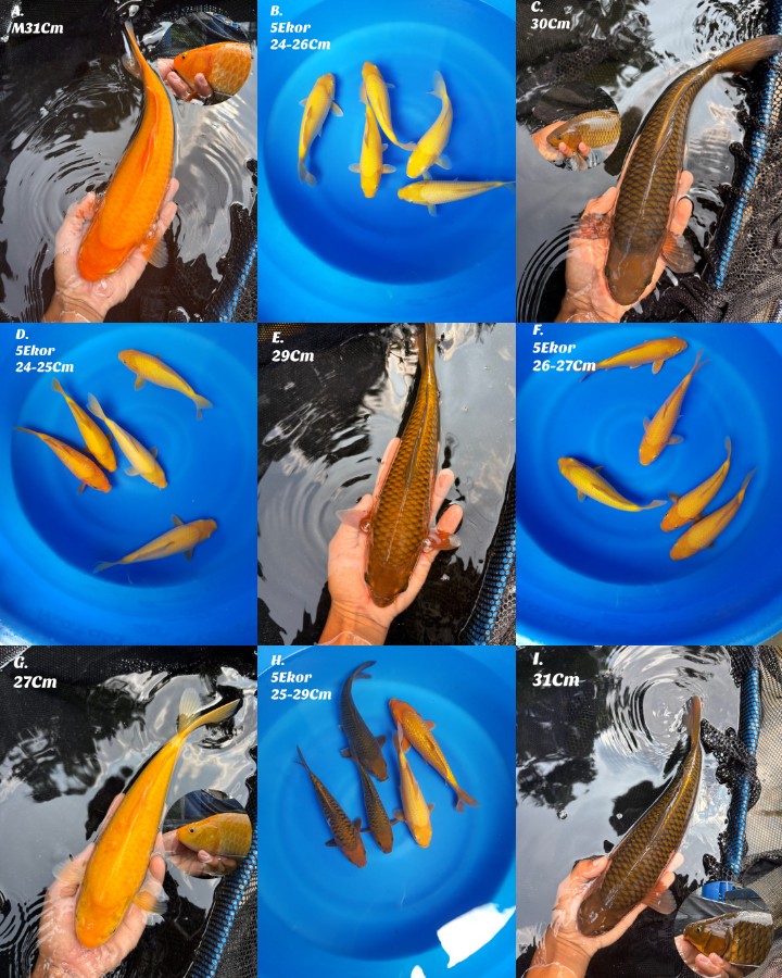 Lelang Koi Online, Jual Beli Ikan Koi, Pasar Koi Terbaik, Agen Lelang Koi, Penawaran Koi Berkualitas, Harga Jual Koi, Lelang Ikan Koi Import, Beli Koi Online, Jual Koi Murah, Koi Showroom, Penjual Koi Terpercaya, Lelang Koi Jakarta, Jual Koi Lokal, Koi Kualitas Unggul, Harga Terbaik Koi, Jual Koi Indukan, Lelang Ikan Hias Koi, Pasar Koi Indonesia, Beli Koi Berkualitas Tinggi, Koi Farm Terbesar, Jual Beli Koi Impor, Lelang Ikan Koi Kualitas Premium, Daftar Harga Koi Terbaru, Pusat Jual Beli Koi, Info Lelang Koi Hari Ini.