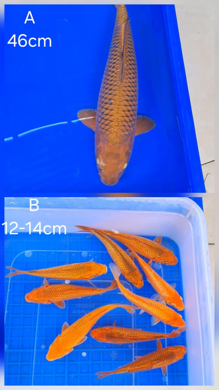 Lelang Koi Online, Jual Beli Ikan Koi, Pasar Koi Terbaik, Agen Lelang Koi, Penawaran Koi Berkualitas, Harga Jual Koi, Lelang Ikan Koi Import, Beli Koi Online, Jual Koi Murah, Koi Showroom, Penjual Koi Terpercaya, Lelang Koi Jakarta, Jual Koi Lokal, Koi Kualitas Unggul, Harga Terbaik Koi, Jual Koi Indukan, Lelang Ikan Hias Koi, Pasar Koi Indonesia, Beli Koi Berkualitas Tinggi, Koi Farm Terbesar, Jual Beli Koi Impor, Lelang Ikan Koi Kualitas Premium, Daftar Harga Koi Terbaru, Pusat Jual Beli Koi, Info Lelang Koi Hari Ini.