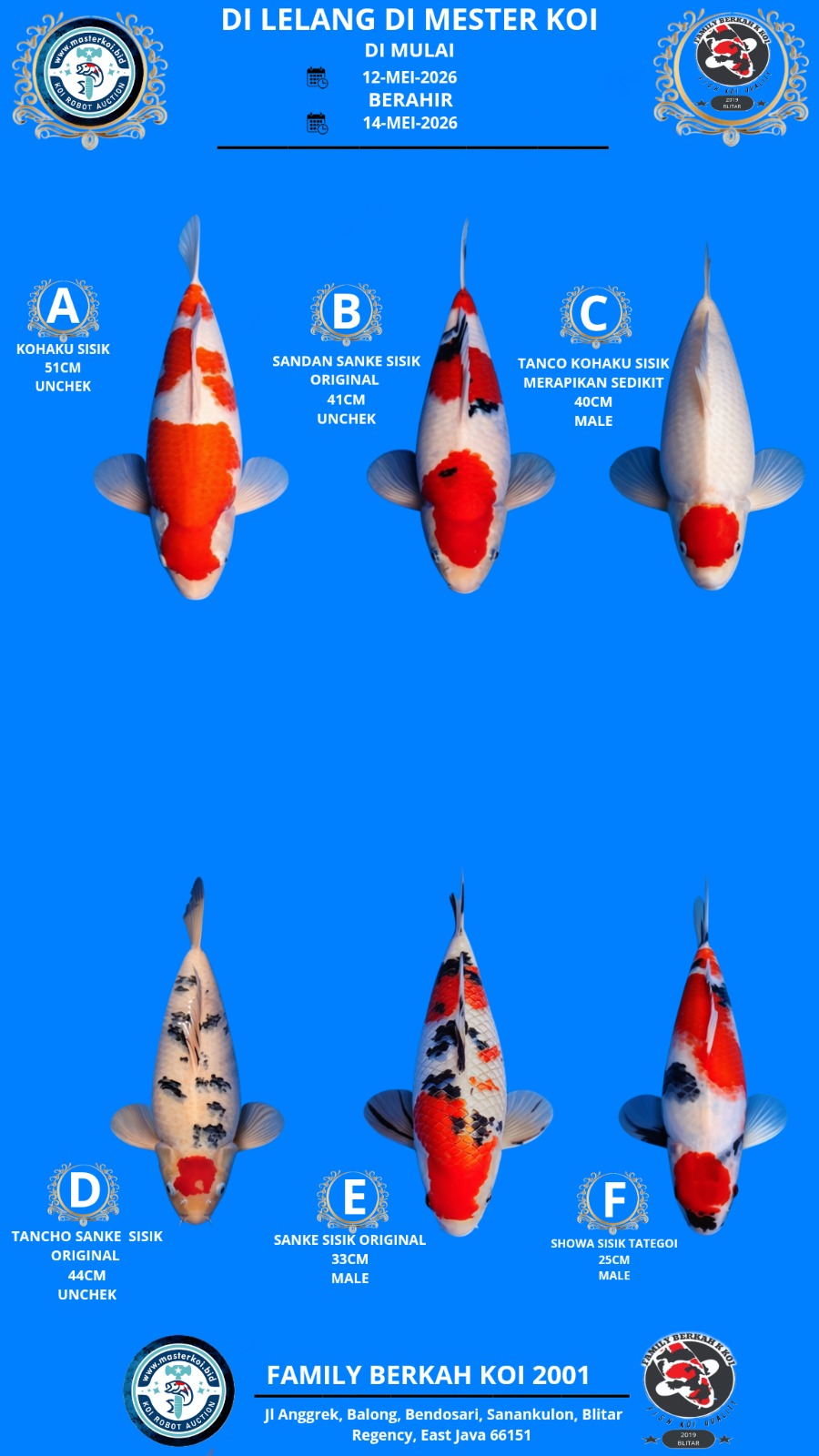 Lelang Koi Online, Jual Beli Ikan Koi, Pasar Koi Terbaik, Agen Lelang Koi, Penawaran Koi Berkualitas, Harga Jual Koi, Lelang Ikan Koi Import, Beli Koi Online, Jual Koi Murah, Koi Showroom, Penjual Koi Terpercaya, Lelang Koi Jakarta, Jual Koi Lokal, Koi Kualitas Unggul, Harga Terbaik Koi, Jual Koi Indukan, Lelang Ikan Hias Koi, Pasar Koi Indonesia, Beli Koi Berkualitas Tinggi, Koi Farm Terbesar, Jual Beli Koi Impor, Lelang Ikan Koi Kualitas Premium, Daftar Harga Koi Terbaru, Pusat Jual Beli Koi, Info Lelang Koi Hari Ini.