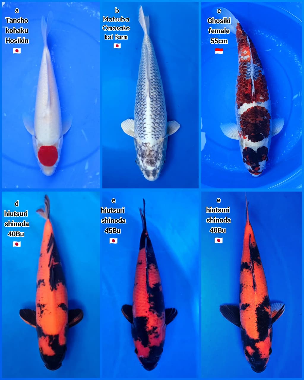 Lelang Koi Online, Jual Beli Ikan Koi, Pasar Koi Terbaik, Agen Lelang Koi, Penawaran Koi Berkualitas, Harga Jual Koi, Lelang Ikan Koi Import, Beli Koi Online, Jual Koi Murah, Koi Showroom, Penjual Koi Terpercaya, Lelang Koi Jakarta, Jual Koi Lokal, Koi Kualitas Unggul, Harga Terbaik Koi, Jual Koi Indukan, Lelang Ikan Hias Koi, Pasar Koi Indonesia, Beli Koi Berkualitas Tinggi, Koi Farm Terbesar, Jual Beli Koi Impor, Lelang Ikan Koi Kualitas Premium, Daftar Harga Koi Terbaru, Pusat Jual Beli Koi, Info Lelang Koi Hari Ini.