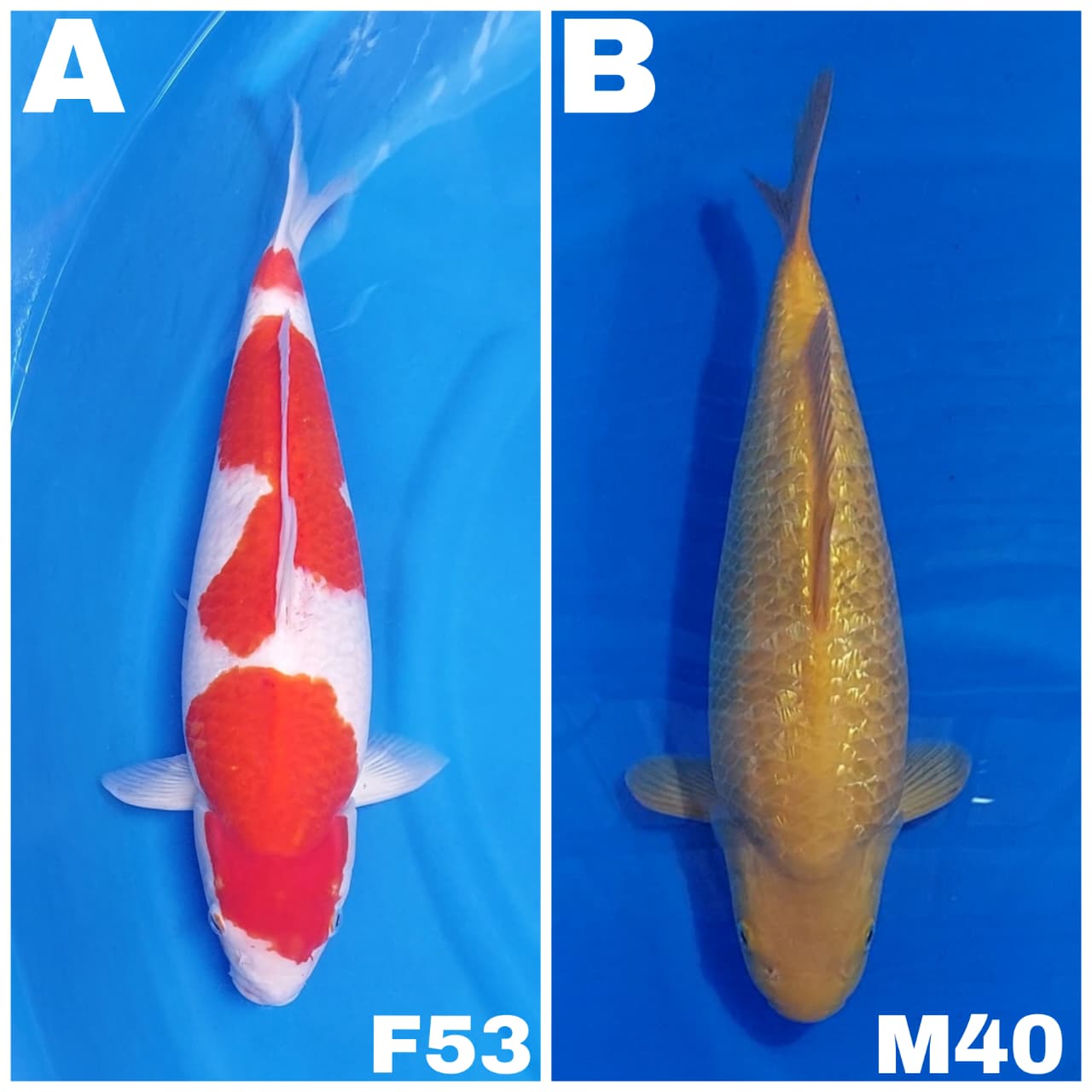 Lelang Koi Online, Jual Beli Ikan Koi, Pasar Koi Terbaik, Agen Lelang Koi, Penawaran Koi Berkualitas, Harga Jual Koi, Lelang Ikan Koi Import, Beli Koi Online, Jual Koi Murah, Koi Showroom, Penjual Koi Terpercaya, Lelang Koi Jakarta, Jual Koi Lokal, Koi Kualitas Unggul, Harga Terbaik Koi, Jual Koi Indukan, Lelang Ikan Hias Koi, Pasar Koi Indonesia, Beli Koi Berkualitas Tinggi, Koi Farm Terbesar, Jual Beli Koi Impor, Lelang Ikan Koi Kualitas Premium, Daftar Harga Koi Terbaru, Pusat Jual Beli Koi, Info Lelang Koi Hari Ini.