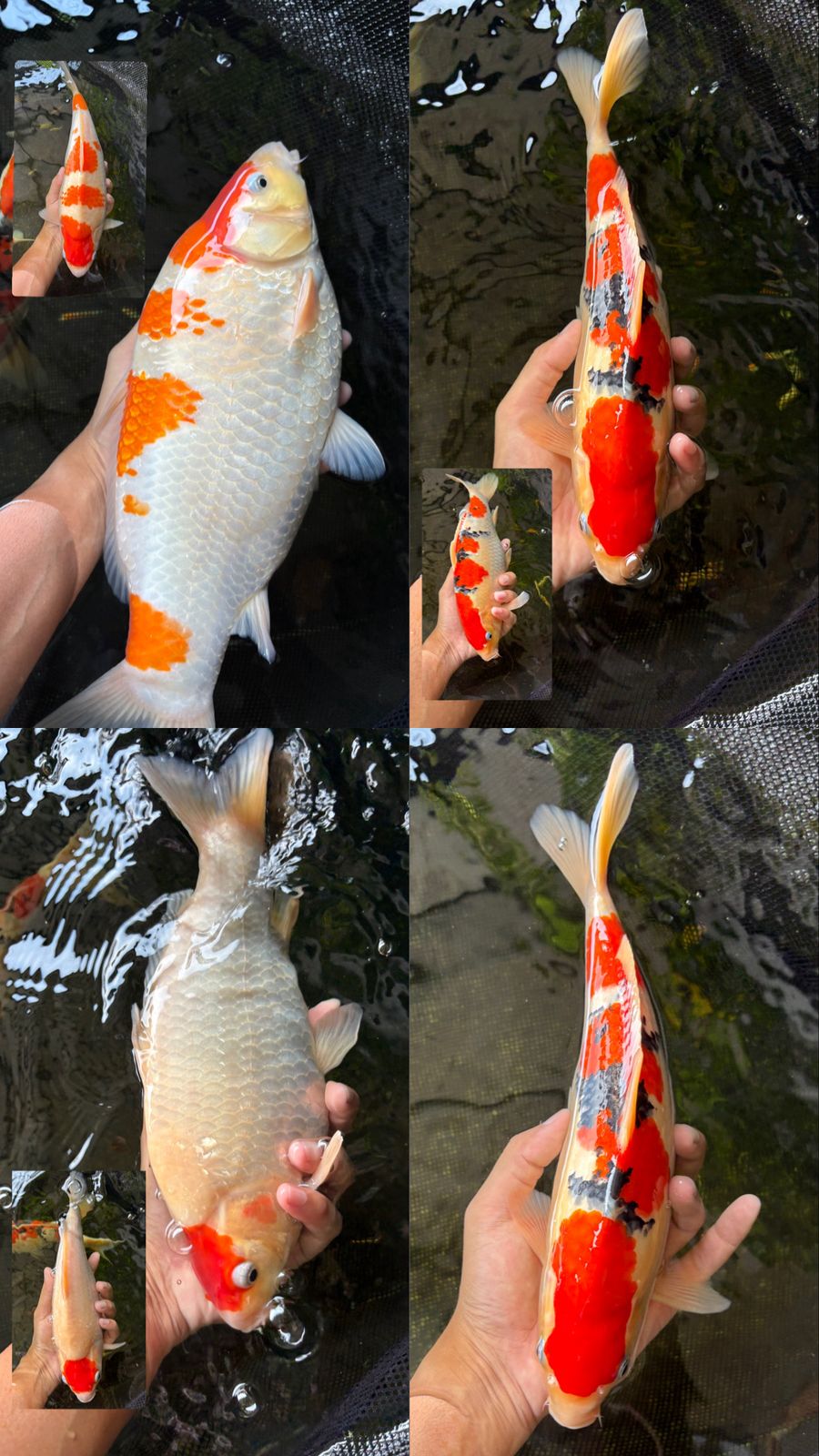Lelang Koi Online, Jual Beli Ikan Koi, Pasar Koi Terbaik, Agen Lelang Koi, Penawaran Koi Berkualitas, Harga Jual Koi, Lelang Ikan Koi Import, Beli Koi Online, Jual Koi Murah, Koi Showroom, Penjual Koi Terpercaya, Lelang Koi Jakarta, Jual Koi Lokal, Koi Kualitas Unggul, Harga Terbaik Koi, Jual Koi Indukan, Lelang Ikan Hias Koi, Pasar Koi Indonesia, Beli Koi Berkualitas Tinggi, Koi Farm Terbesar, Jual Beli Koi Impor, Lelang Ikan Koi Kualitas Premium, Daftar Harga Koi Terbaru, Pusat Jual Beli Koi, Info Lelang Koi Hari Ini.