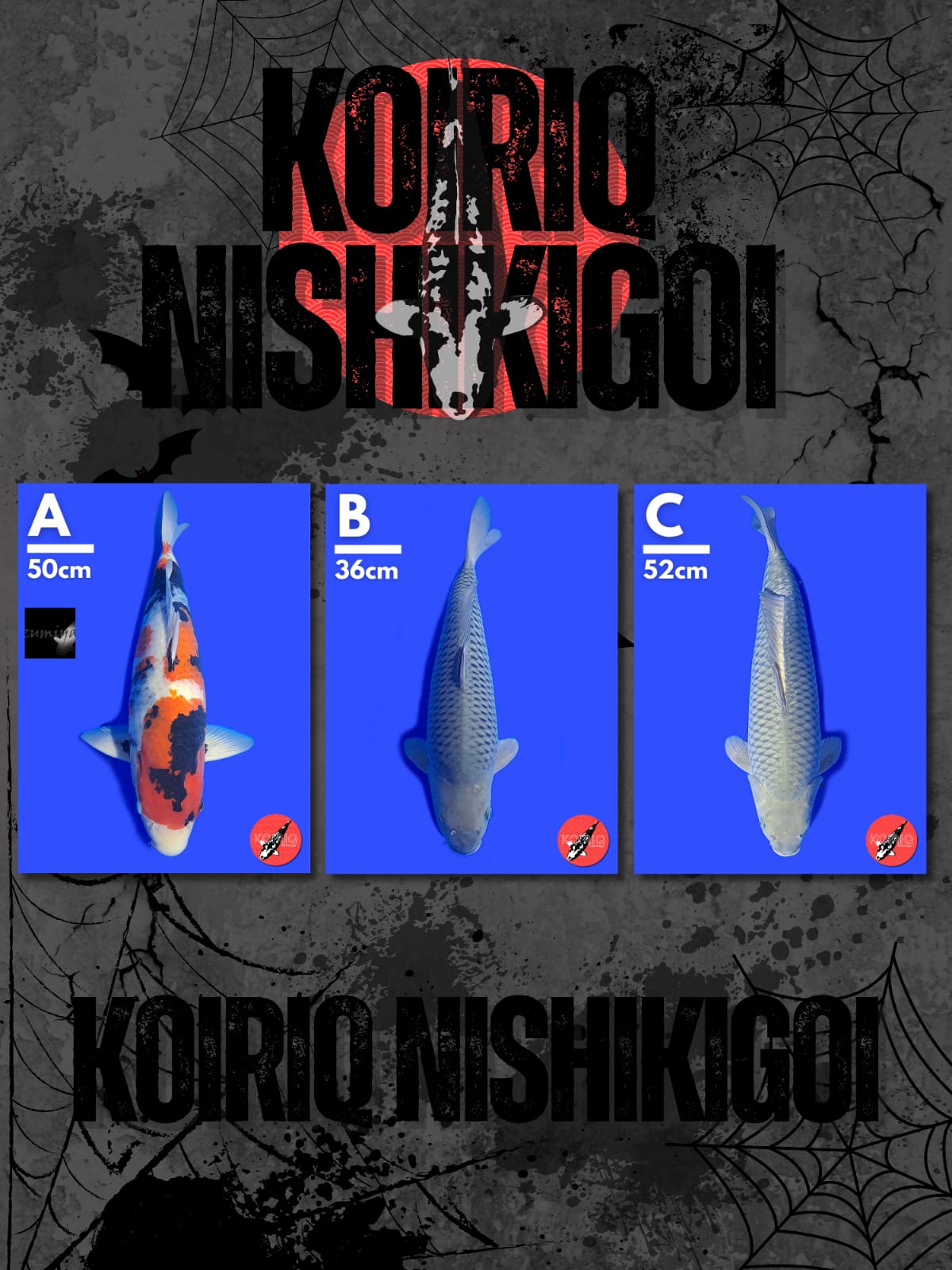 Lelang Koi Online, Jual Beli Ikan Koi, Pasar Koi Terbaik, Agen Lelang Koi, Penawaran Koi Berkualitas, Harga Jual Koi, Lelang Ikan Koi Import, Beli Koi Online, Jual Koi Murah, Koi Showroom, Penjual Koi Terpercaya, Lelang Koi Jakarta, Jual Koi Lokal, Koi Kualitas Unggul, Harga Terbaik Koi, Jual Koi Indukan, Lelang Ikan Hias Koi, Pasar Koi Indonesia, Beli Koi Berkualitas Tinggi, Koi Farm Terbesar, Jual Beli Koi Impor, Lelang Ikan Koi Kualitas Premium, Daftar Harga Koi Terbaru, Pusat Jual Beli Koi, Info Lelang Koi Hari Ini.