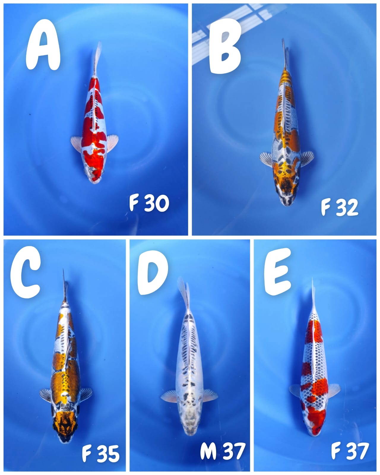 Lelang Koi Online, Jual Beli Ikan Koi, Pasar Koi Terbaik, Agen Lelang Koi, Penawaran Koi Berkualitas, Harga Jual Koi, Lelang Ikan Koi Import, Beli Koi Online, Jual Koi Murah, Koi Showroom, Penjual Koi Terpercaya, Lelang Koi Jakarta, Jual Koi Lokal, Koi Kualitas Unggul, Harga Terbaik Koi, Jual Koi Indukan, Lelang Ikan Hias Koi, Pasar Koi Indonesia, Beli Koi Berkualitas Tinggi, Koi Farm Terbesar, Jual Beli Koi Impor, Lelang Ikan Koi Kualitas Premium, Daftar Harga Koi Terbaru, Pusat Jual Beli Koi, Info Lelang Koi Hari Ini.
