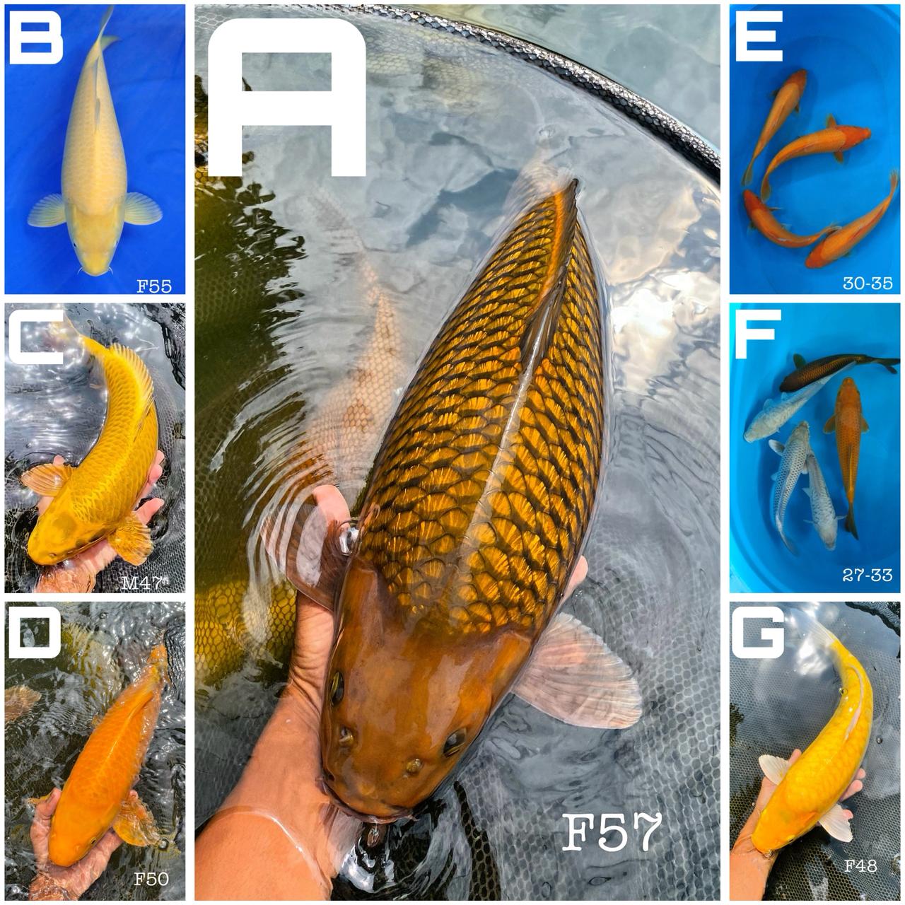 Lelang Koi Online, Jual Beli Ikan Koi, Pasar Koi Terbaik, Agen Lelang Koi, Penawaran Koi Berkualitas, Harga Jual Koi, Lelang Ikan Koi Import, Beli Koi Online, Jual Koi Murah, Koi Showroom, Penjual Koi Terpercaya, Lelang Koi Jakarta, Jual Koi Lokal, Koi Kualitas Unggul, Harga Terbaik Koi, Jual Koi Indukan, Lelang Ikan Hias Koi, Pasar Koi Indonesia, Beli Koi Berkualitas Tinggi, Koi Farm Terbesar, Jual Beli Koi Impor, Lelang Ikan Koi Kualitas Premium, Daftar Harga Koi Terbaru, Pusat Jual Beli Koi, Info Lelang Koi Hari Ini.