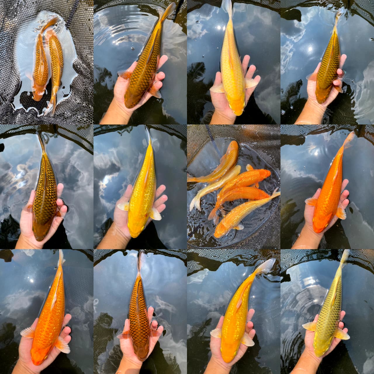Lelang Koi Online, Jual Beli Ikan Koi, Pasar Koi Terbaik, Agen Lelang Koi, Penawaran Koi Berkualitas, Harga Jual Koi, Lelang Ikan Koi Import, Beli Koi Online, Jual Koi Murah, Koi Showroom, Penjual Koi Terpercaya, Lelang Koi Jakarta, Jual Koi Lokal, Koi Kualitas Unggul, Harga Terbaik Koi, Jual Koi Indukan, Lelang Ikan Hias Koi, Pasar Koi Indonesia, Beli Koi Berkualitas Tinggi, Koi Farm Terbesar, Jual Beli Koi Impor, Lelang Ikan Koi Kualitas Premium, Daftar Harga Koi Terbaru, Pusat Jual Beli Koi, Info Lelang Koi Hari Ini.