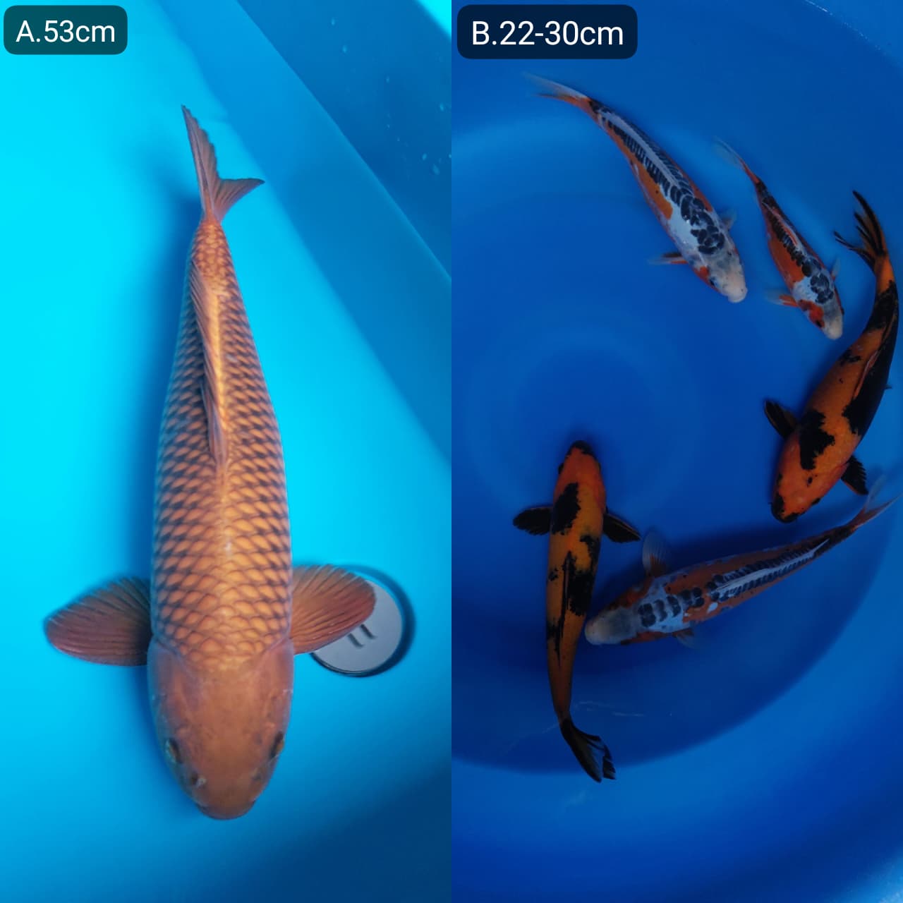 Lelang Koi Online, Jual Beli Ikan Koi, Pasar Koi Terbaik, Agen Lelang Koi, Penawaran Koi Berkualitas, Harga Jual Koi, Lelang Ikan Koi Import, Beli Koi Online, Jual Koi Murah, Koi Showroom, Penjual Koi Terpercaya, Lelang Koi Jakarta, Jual Koi Lokal, Koi Kualitas Unggul, Harga Terbaik Koi, Jual Koi Indukan, Lelang Ikan Hias Koi, Pasar Koi Indonesia, Beli Koi Berkualitas Tinggi, Koi Farm Terbesar, Jual Beli Koi Impor, Lelang Ikan Koi Kualitas Premium, Daftar Harga Koi Terbaru, Pusat Jual Beli Koi, Info Lelang Koi Hari Ini.