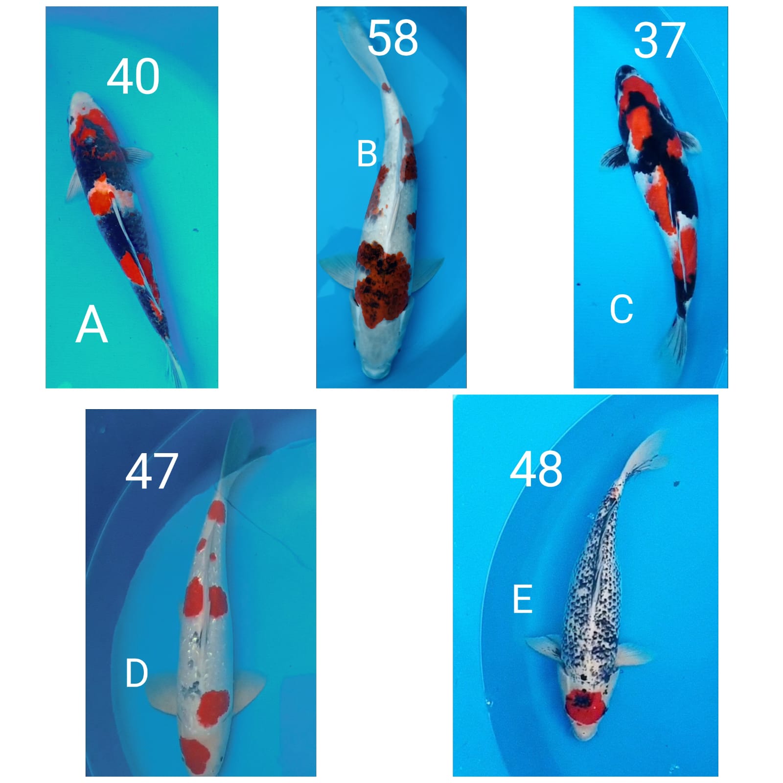 Lelang Koi Online, Jual Beli Ikan Koi, Pasar Koi Terbaik, Agen Lelang Koi, Penawaran Koi Berkualitas, Harga Jual Koi, Lelang Ikan Koi Import, Beli Koi Online, Jual Koi Murah, Koi Showroom, Penjual Koi Terpercaya, Lelang Koi Jakarta, Jual Koi Lokal, Koi Kualitas Unggul, Harga Terbaik Koi, Jual Koi Indukan, Lelang Ikan Hias Koi, Pasar Koi Indonesia, Beli Koi Berkualitas Tinggi, Koi Farm Terbesar, Jual Beli Koi Impor, Lelang Ikan Koi Kualitas Premium, Daftar Harga Koi Terbaru, Pusat Jual Beli Koi, Info Lelang Koi Hari Ini.