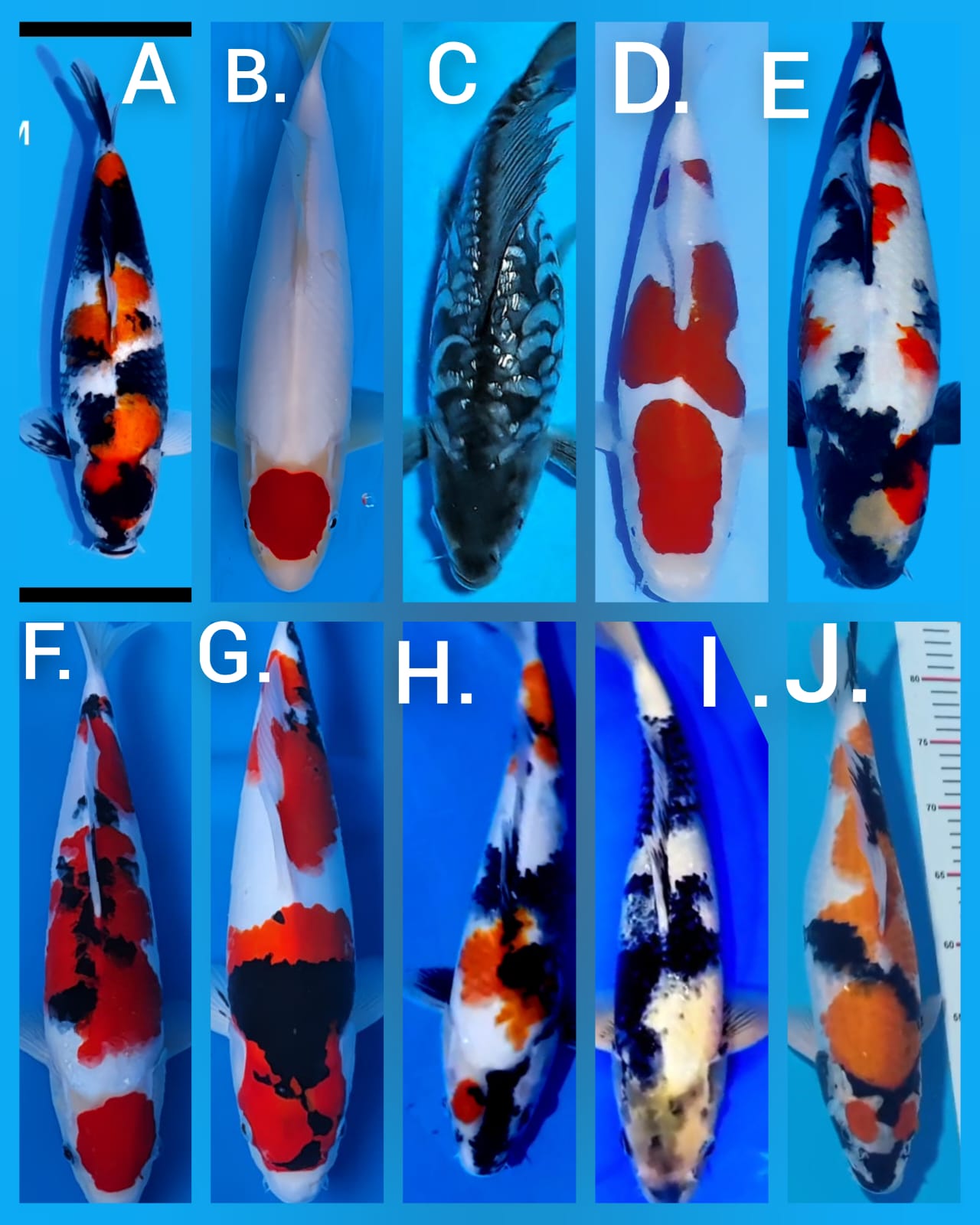 Lelang Koi Online, Jual Beli Ikan Koi, Pasar Koi Terbaik, Agen Lelang Koi, Penawaran Koi Berkualitas, Harga Jual Koi, Lelang Ikan Koi Import, Beli Koi Online, Jual Koi Murah, Koi Showroom, Penjual Koi Terpercaya, Lelang Koi Jakarta, Jual Koi Lokal, Koi Kualitas Unggul, Harga Terbaik Koi, Jual Koi Indukan, Lelang Ikan Hias Koi, Pasar Koi Indonesia, Beli Koi Berkualitas Tinggi, Koi Farm Terbesar, Jual Beli Koi Impor, Lelang Ikan Koi Kualitas Premium, Daftar Harga Koi Terbaru, Pusat Jual Beli Koi, Info Lelang Koi Hari Ini.