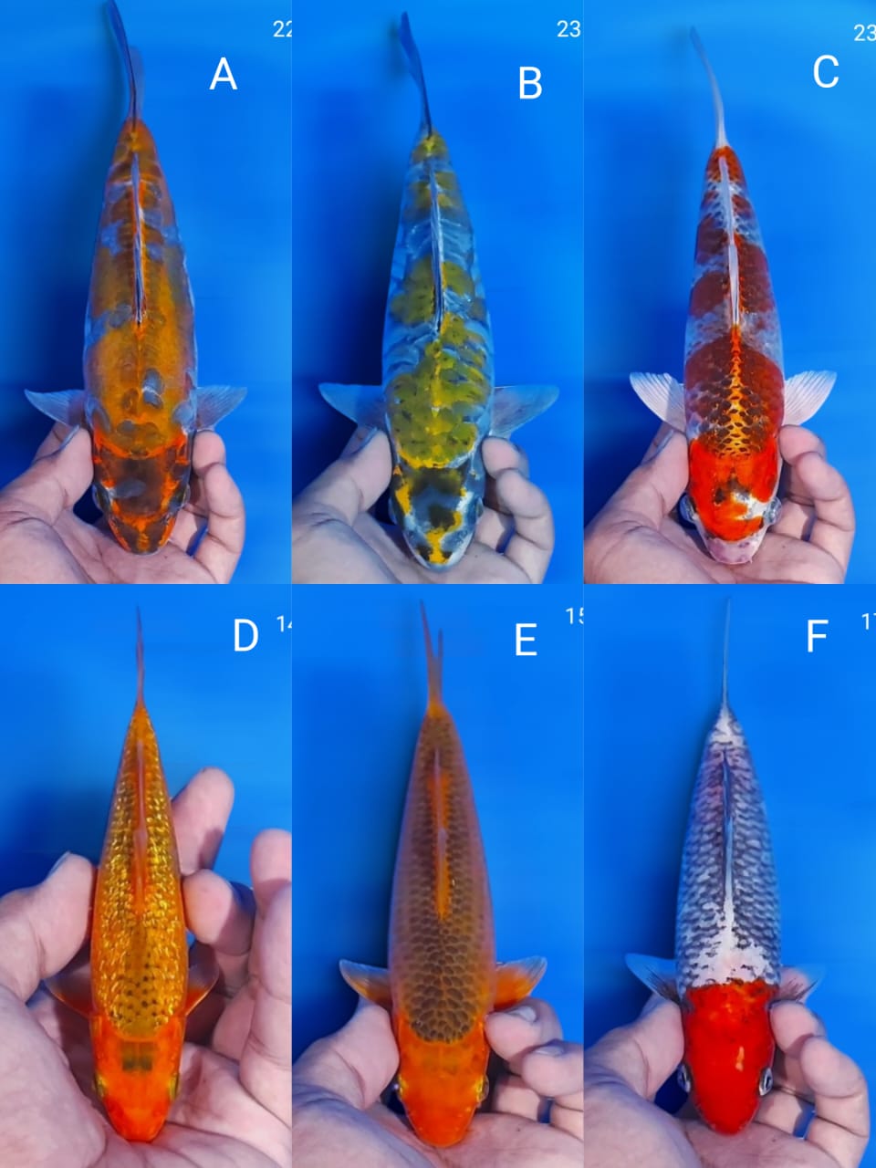 Lelang Koi Online, Jual Beli Ikan Koi, Pasar Koi Terbaik, Agen Lelang Koi, Penawaran Koi Berkualitas, Harga Jual Koi, Lelang Ikan Koi Import, Beli Koi Online, Jual Koi Murah, Koi Showroom, Penjual Koi Terpercaya, Lelang Koi Jakarta, Jual Koi Lokal, Koi Kualitas Unggul, Harga Terbaik Koi, Jual Koi Indukan, Lelang Ikan Hias Koi, Pasar Koi Indonesia, Beli Koi Berkualitas Tinggi, Koi Farm Terbesar, Jual Beli Koi Impor, Lelang Ikan Koi Kualitas Premium, Daftar Harga Koi Terbaru, Pusat Jual Beli Koi, Info Lelang Koi Hari Ini.