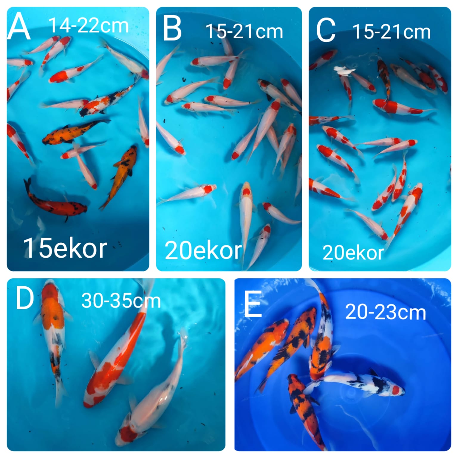 Lelang Koi Online, Jual Beli Ikan Koi, Pasar Koi Terbaik, Agen Lelang Koi, Penawaran Koi Berkualitas, Harga Jual Koi, Lelang Ikan Koi Import, Beli Koi Online, Jual Koi Murah, Koi Showroom, Penjual Koi Terpercaya, Lelang Koi Jakarta, Jual Koi Lokal, Koi Kualitas Unggul, Harga Terbaik Koi, Jual Koi Indukan, Lelang Ikan Hias Koi, Pasar Koi Indonesia, Beli Koi Berkualitas Tinggi, Koi Farm Terbesar, Jual Beli Koi Impor, Lelang Ikan Koi Kualitas Premium, Daftar Harga Koi Terbaru, Pusat Jual Beli Koi, Info Lelang Koi Hari Ini.