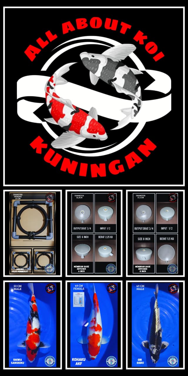 Lelang Koi Online, Jual Beli Ikan Koi, Pasar Koi Terbaik, Agen Lelang Koi, Penawaran Koi Berkualitas, Harga Jual Koi, Lelang Ikan Koi Import, Beli Koi Online, Jual Koi Murah, Koi Showroom, Penjual Koi Terpercaya, Lelang Koi Jakarta, Jual Koi Lokal, Koi Kualitas Unggul, Harga Terbaik Koi, Jual Koi Indukan, Lelang Ikan Hias Koi, Pasar Koi Indonesia, Beli Koi Berkualitas Tinggi, Koi Farm Terbesar, Jual Beli Koi Impor, Lelang Ikan Koi Kualitas Premium, Daftar Harga Koi Terbaru, Pusat Jual Beli Koi, Info Lelang Koi Hari Ini.