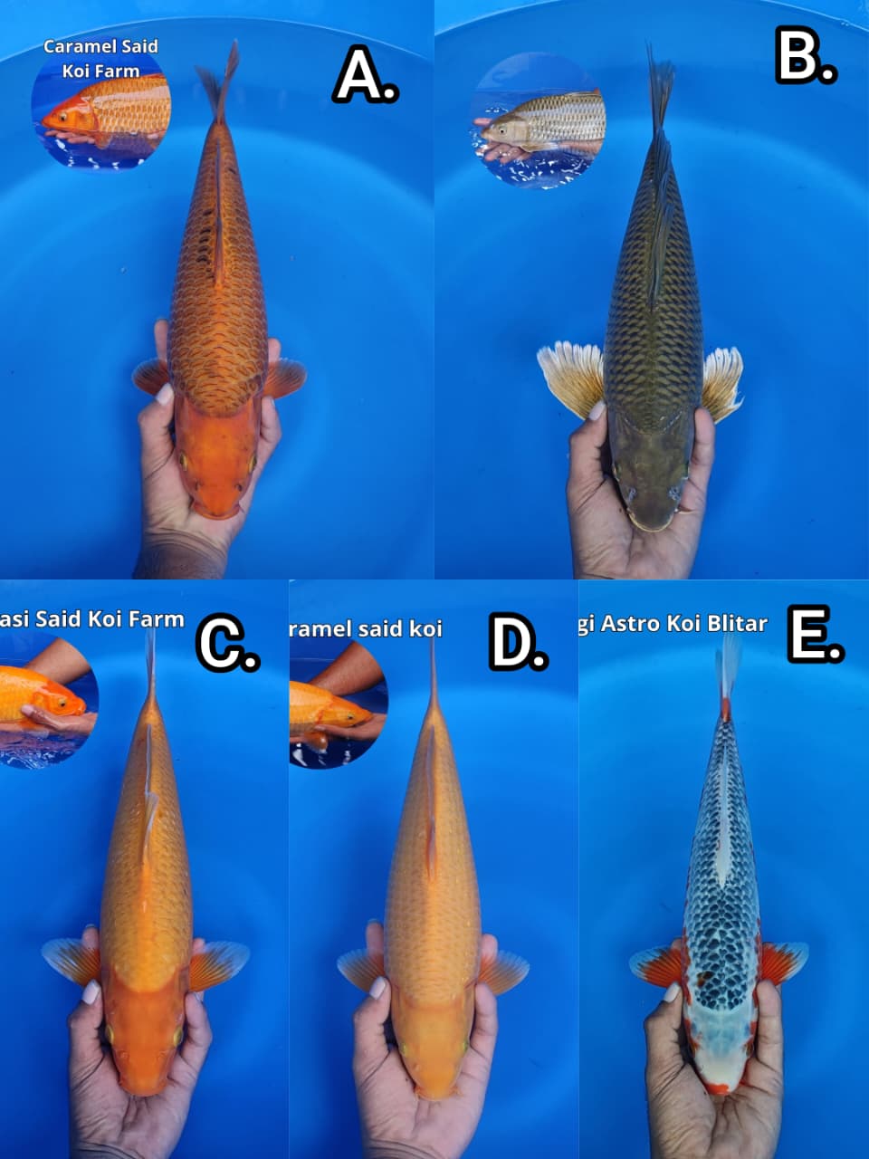 Lelang Koi Online, Jual Beli Ikan Koi, Pasar Koi Terbaik, Agen Lelang Koi, Penawaran Koi Berkualitas, Harga Jual Koi, Lelang Ikan Koi Import, Beli Koi Online, Jual Koi Murah, Koi Showroom, Penjual Koi Terpercaya, Lelang Koi Jakarta, Jual Koi Lokal, Koi Kualitas Unggul, Harga Terbaik Koi, Jual Koi Indukan, Lelang Ikan Hias Koi, Pasar Koi Indonesia, Beli Koi Berkualitas Tinggi, Koi Farm Terbesar, Jual Beli Koi Impor, Lelang Ikan Koi Kualitas Premium, Daftar Harga Koi Terbaru, Pusat Jual Beli Koi, Info Lelang Koi Hari Ini.