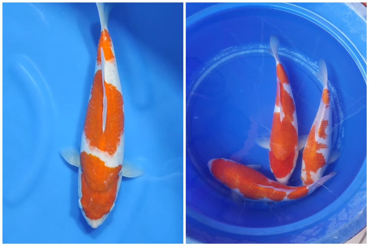 Lelang Koi Online, Jual Beli Ikan Koi, Pasar Koi Terbaik, Agen Lelang Koi, Penawaran Koi Berkualitas, Harga Jual Koi, Lelang Ikan Koi Import, Beli Koi Online, Jual Koi Murah, Koi Showroom, Penjual Koi Terpercaya, Lelang Koi Jakarta, Jual Koi Lokal, Koi Kualitas Unggul, Harga Terbaik Koi, Jual Koi Indukan, Lelang Ikan Hias Koi, Pasar Koi Indonesia, Beli Koi Berkualitas Tinggi, Koi Farm Terbesar, Jual Beli Koi Impor, Lelang Ikan Koi Kualitas Premium, Daftar Harga Koi Terbaru, Pusat Jual Beli Koi, Info Lelang Koi Hari Ini.
