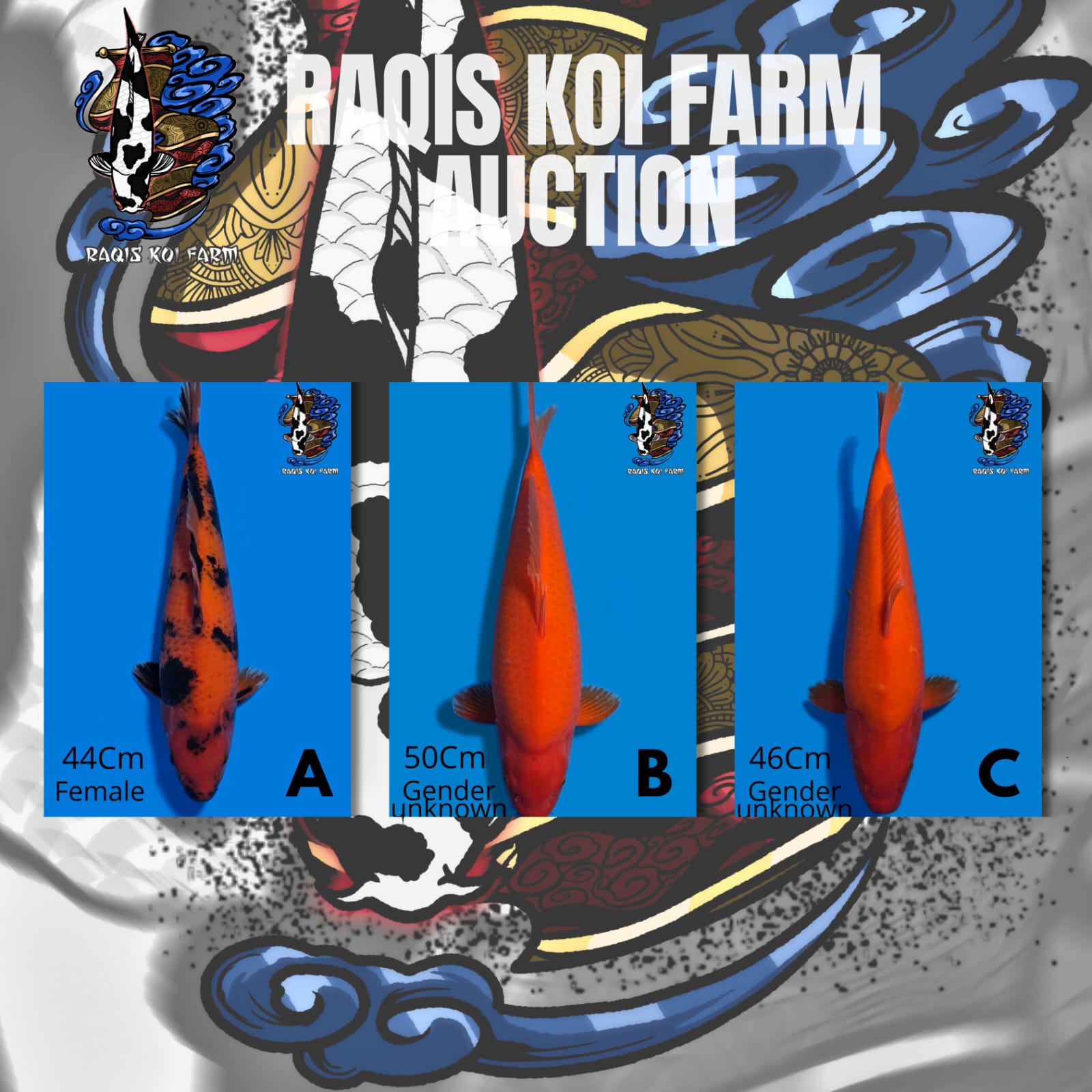 Lelang Koi Online, Jual Beli Ikan Koi, Pasar Koi Terbaik, Agen Lelang Koi, Penawaran Koi Berkualitas, Harga Jual Koi, Lelang Ikan Koi Import, Beli Koi Online, Jual Koi Murah, Koi Showroom, Penjual Koi Terpercaya, Lelang Koi Jakarta, Jual Koi Lokal, Koi Kualitas Unggul, Harga Terbaik Koi, Jual Koi Indukan, Lelang Ikan Hias Koi, Pasar Koi Indonesia, Beli Koi Berkualitas Tinggi, Koi Farm Terbesar, Jual Beli Koi Impor, Lelang Ikan Koi Kualitas Premium, Daftar Harga Koi Terbaru, Pusat Jual Beli Koi, Info Lelang Koi Hari Ini.
