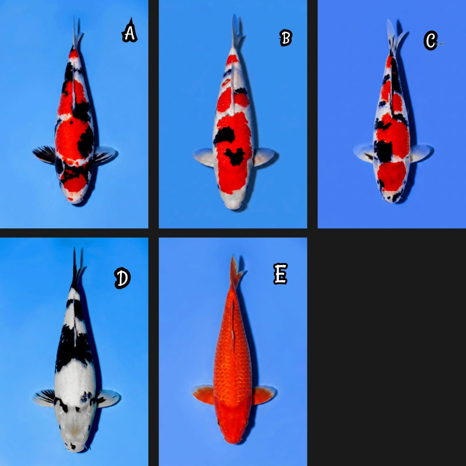 Lelang Koi Online, Jual Beli Ikan Koi, Pasar Koi Terbaik, Agen Lelang Koi, Penawaran Koi Berkualitas, Harga Jual Koi, Lelang Ikan Koi Import, Beli Koi Online, Jual Koi Murah, Koi Showroom, Penjual Koi Terpercaya, Lelang Koi Jakarta, Jual Koi Lokal, Koi Kualitas Unggul, Harga Terbaik Koi, Jual Koi Indukan, Lelang Ikan Hias Koi, Pasar Koi Indonesia, Beli Koi Berkualitas Tinggi, Koi Farm Terbesar, Jual Beli Koi Impor, Lelang Ikan Koi Kualitas Premium, Daftar Harga Koi Terbaru, Pusat Jual Beli Koi, Info Lelang Koi Hari Ini.