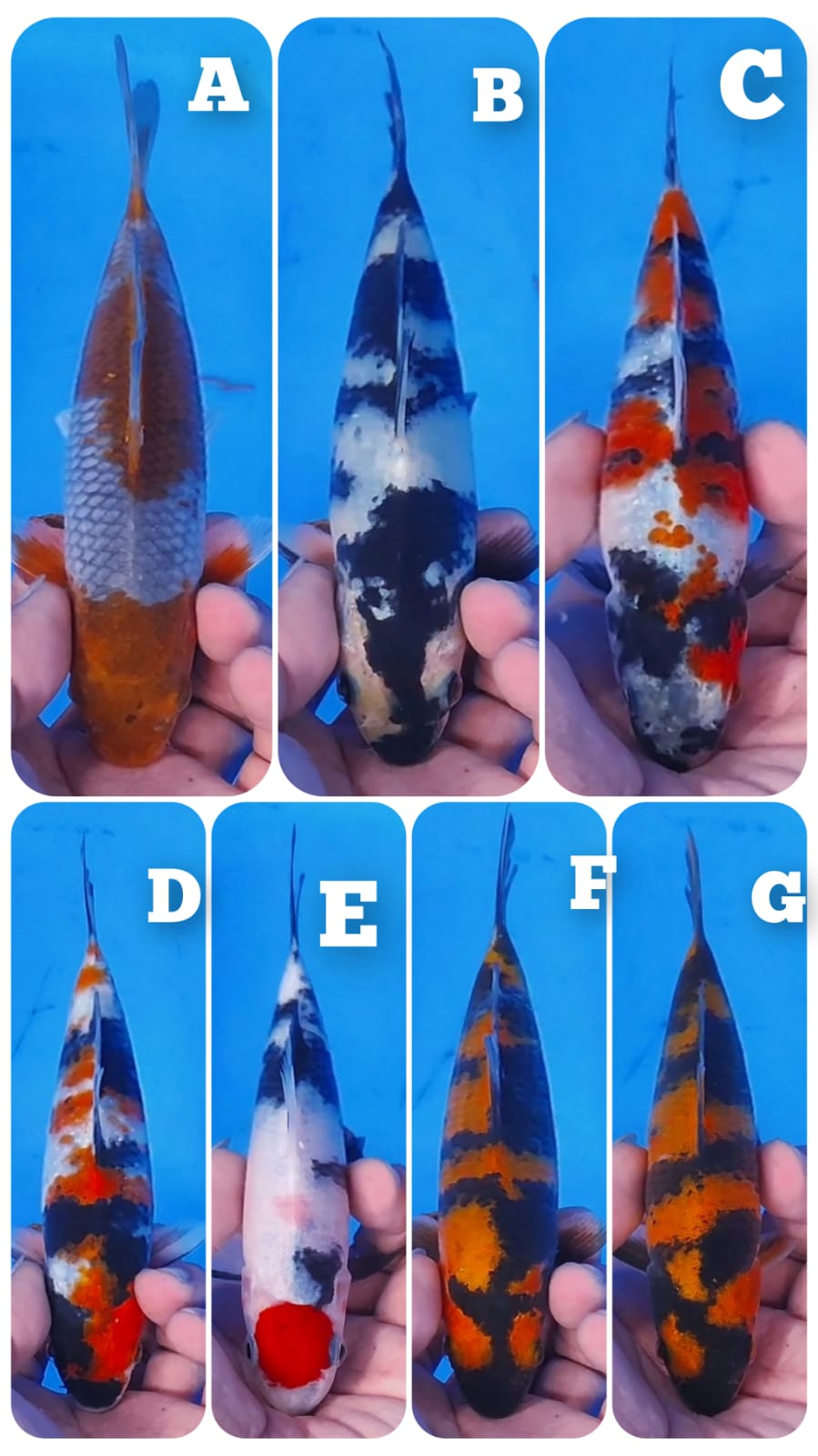 Lelang Koi Online, Jual Beli Ikan Koi, Pasar Koi Terbaik, Agen Lelang Koi, Penawaran Koi Berkualitas, Harga Jual Koi, Lelang Ikan Koi Import, Beli Koi Online, Jual Koi Murah, Koi Showroom, Penjual Koi Terpercaya, Lelang Koi Jakarta, Jual Koi Lokal, Koi Kualitas Unggul, Harga Terbaik Koi, Jual Koi Indukan, Lelang Ikan Hias Koi, Pasar Koi Indonesia, Beli Koi Berkualitas Tinggi, Koi Farm Terbesar, Jual Beli Koi Impor, Lelang Ikan Koi Kualitas Premium, Daftar Harga Koi Terbaru, Pusat Jual Beli Koi, Info Lelang Koi Hari Ini.