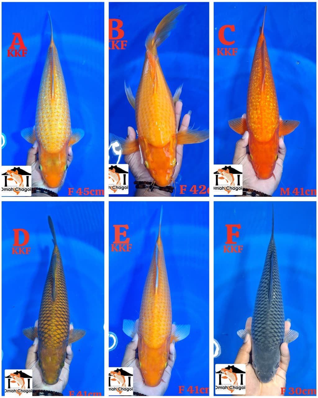 Lelang Koi Online, Jual Beli Ikan Koi, Pasar Koi Terbaik, Agen Lelang Koi, Penawaran Koi Berkualitas, Harga Jual Koi, Lelang Ikan Koi Import, Beli Koi Online, Jual Koi Murah, Koi Showroom, Penjual Koi Terpercaya, Lelang Koi Jakarta, Jual Koi Lokal, Koi Kualitas Unggul, Harga Terbaik Koi, Jual Koi Indukan, Lelang Ikan Hias Koi, Pasar Koi Indonesia, Beli Koi Berkualitas Tinggi, Koi Farm Terbesar, Jual Beli Koi Impor, Lelang Ikan Koi Kualitas Premium, Daftar Harga Koi Terbaru, Pusat Jual Beli Koi, Info Lelang Koi Hari Ini.