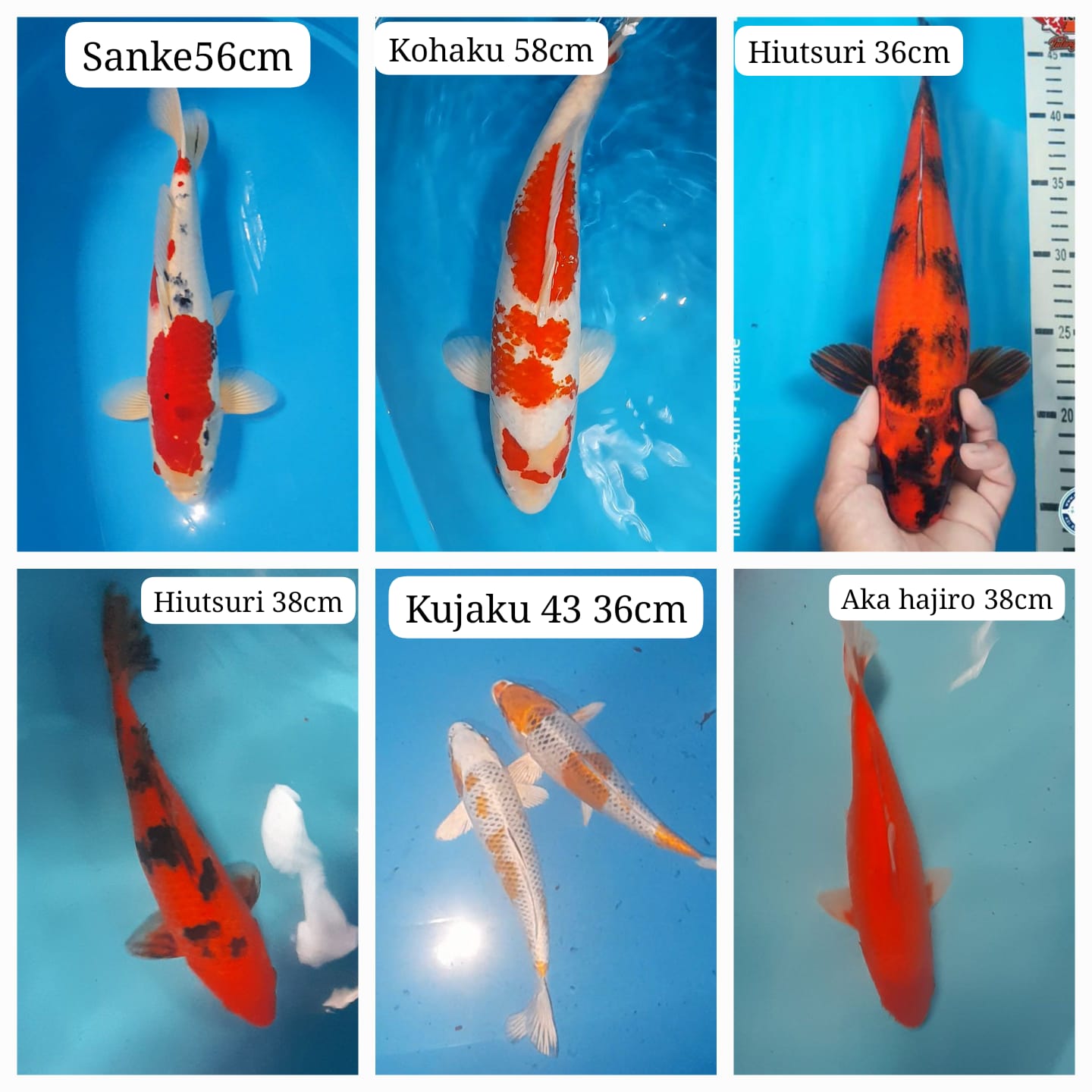 Lelang Koi Online, Jual Beli Ikan Koi, Pasar Koi Terbaik, Agen Lelang Koi, Penawaran Koi Berkualitas, Harga Jual Koi, Lelang Ikan Koi Import, Beli Koi Online, Jual Koi Murah, Koi Showroom, Penjual Koi Terpercaya, Lelang Koi Jakarta, Jual Koi Lokal, Koi Kualitas Unggul, Harga Terbaik Koi, Jual Koi Indukan, Lelang Ikan Hias Koi, Pasar Koi Indonesia, Beli Koi Berkualitas Tinggi, Koi Farm Terbesar, Jual Beli Koi Impor, Lelang Ikan Koi Kualitas Premium, Daftar Harga Koi Terbaru, Pusat Jual Beli Koi, Info Lelang Koi Hari Ini.