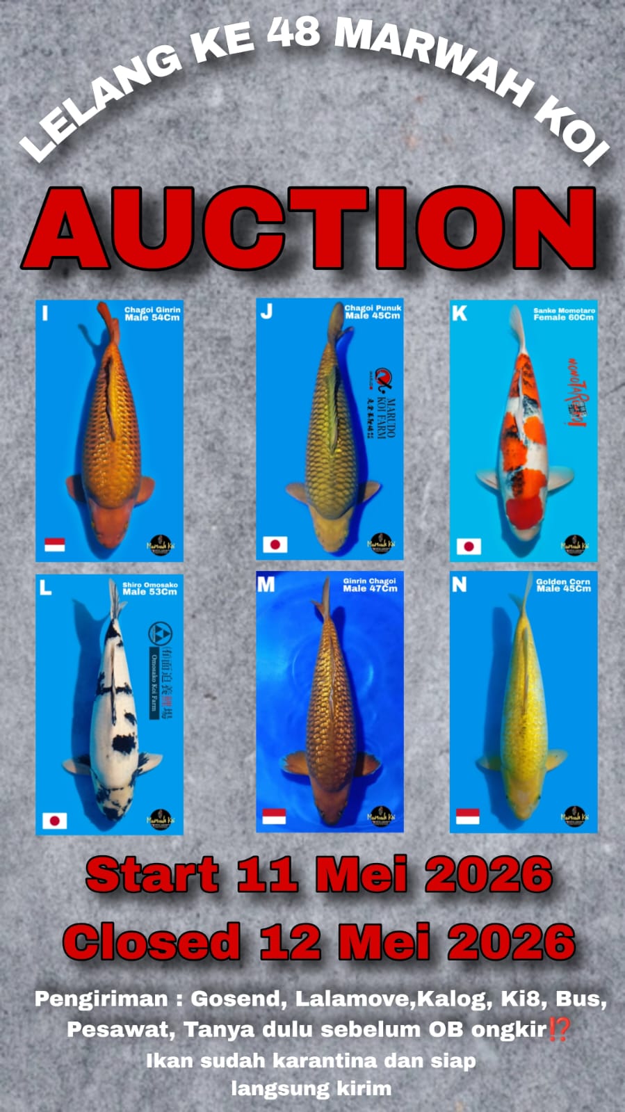 Lelang Koi Online, Jual Beli Ikan Koi, Pasar Koi Terbaik, Agen Lelang Koi, Penawaran Koi Berkualitas, Harga Jual Koi, Lelang Ikan Koi Import, Beli Koi Online, Jual Koi Murah, Koi Showroom, Penjual Koi Terpercaya, Lelang Koi Jakarta, Jual Koi Lokal, Koi Kualitas Unggul, Harga Terbaik Koi, Jual Koi Indukan, Lelang Ikan Hias Koi, Pasar Koi Indonesia, Beli Koi Berkualitas Tinggi, Koi Farm Terbesar, Jual Beli Koi Impor, Lelang Ikan Koi Kualitas Premium, Daftar Harga Koi Terbaru, Pusat Jual Beli Koi, Info Lelang Koi Hari Ini.