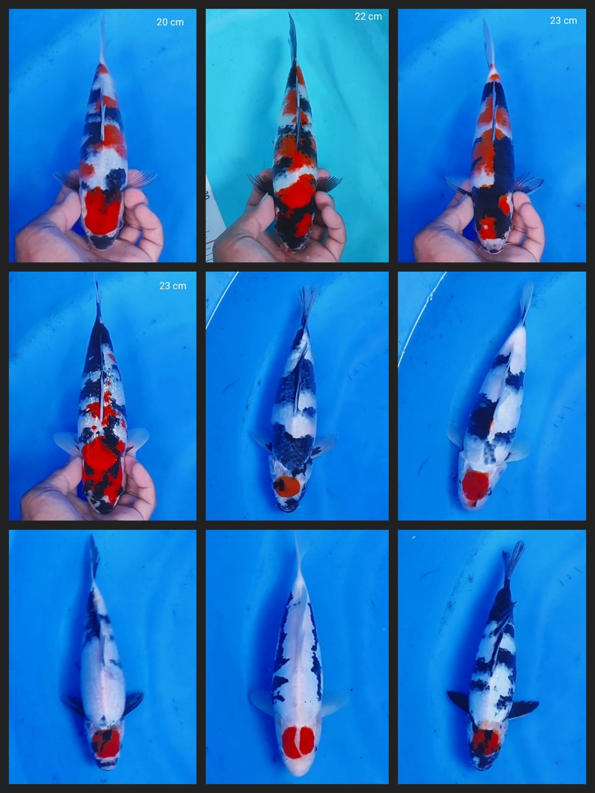 Lelang Koi Online, Jual Beli Ikan Koi, Pasar Koi Terbaik, Agen Lelang Koi, Penawaran Koi Berkualitas, Harga Jual Koi, Lelang Ikan Koi Import, Beli Koi Online, Jual Koi Murah, Koi Showroom, Penjual Koi Terpercaya, Lelang Koi Jakarta, Jual Koi Lokal, Koi Kualitas Unggul, Harga Terbaik Koi, Jual Koi Indukan, Lelang Ikan Hias Koi, Pasar Koi Indonesia, Beli Koi Berkualitas Tinggi, Koi Farm Terbesar, Jual Beli Koi Impor, Lelang Ikan Koi Kualitas Premium, Daftar Harga Koi Terbaru, Pusat Jual Beli Koi, Info Lelang Koi Hari Ini.