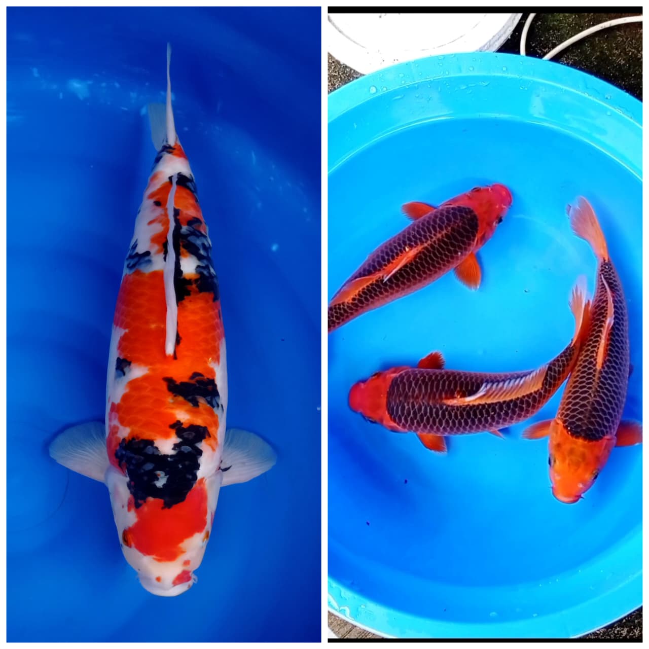 Lelang Koi Online, Jual Beli Ikan Koi, Pasar Koi Terbaik, Agen Lelang Koi, Penawaran Koi Berkualitas, Harga Jual Koi, Lelang Ikan Koi Import, Beli Koi Online, Jual Koi Murah, Koi Showroom, Penjual Koi Terpercaya, Lelang Koi Jakarta, Jual Koi Lokal, Koi Kualitas Unggul, Harga Terbaik Koi, Jual Koi Indukan, Lelang Ikan Hias Koi, Pasar Koi Indonesia, Beli Koi Berkualitas Tinggi, Koi Farm Terbesar, Jual Beli Koi Impor, Lelang Ikan Koi Kualitas Premium, Daftar Harga Koi Terbaru, Pusat Jual Beli Koi, Info Lelang Koi Hari Ini.