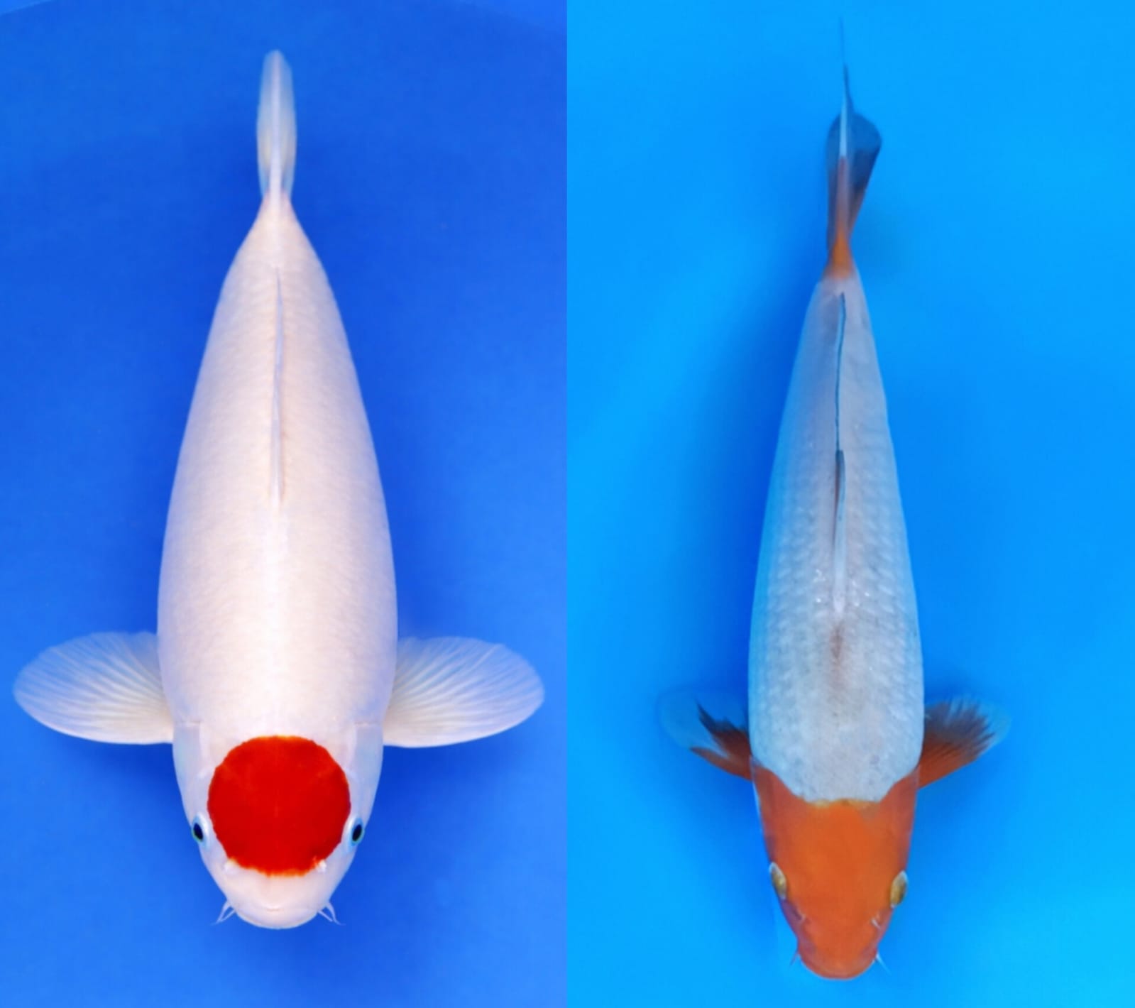 Lelang Koi Online, Jual Beli Ikan Koi, Pasar Koi Terbaik, Agen Lelang Koi, Penawaran Koi Berkualitas, Harga Jual Koi, Lelang Ikan Koi Import, Beli Koi Online, Jual Koi Murah, Koi Showroom, Penjual Koi Terpercaya, Lelang Koi Jakarta, Jual Koi Lokal, Koi Kualitas Unggul, Harga Terbaik Koi, Jual Koi Indukan, Lelang Ikan Hias Koi, Pasar Koi Indonesia, Beli Koi Berkualitas Tinggi, Koi Farm Terbesar, Jual Beli Koi Impor, Lelang Ikan Koi Kualitas Premium, Daftar Harga Koi Terbaru, Pusat Jual Beli Koi, Info Lelang Koi Hari Ini.
