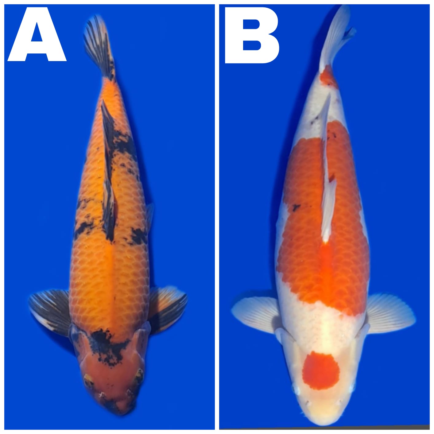 Lelang Koi Online, Jual Beli Ikan Koi, Pasar Koi Terbaik, Agen Lelang Koi, Penawaran Koi Berkualitas, Harga Jual Koi, Lelang Ikan Koi Import, Beli Koi Online, Jual Koi Murah, Koi Showroom, Penjual Koi Terpercaya, Lelang Koi Jakarta, Jual Koi Lokal, Koi Kualitas Unggul, Harga Terbaik Koi, Jual Koi Indukan, Lelang Ikan Hias Koi, Pasar Koi Indonesia, Beli Koi Berkualitas Tinggi, Koi Farm Terbesar, Jual Beli Koi Impor, Lelang Ikan Koi Kualitas Premium, Daftar Harga Koi Terbaru, Pusat Jual Beli Koi, Info Lelang Koi Hari Ini.