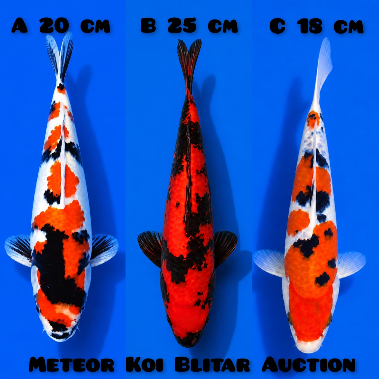 Lelang Koi Online, Jual Beli Ikan Koi, Pasar Koi Terbaik, Agen Lelang Koi, Penawaran Koi Berkualitas, Harga Jual Koi, Lelang Ikan Koi Import, Beli Koi Online, Jual Koi Murah, Koi Showroom, Penjual Koi Terpercaya, Lelang Koi Jakarta, Jual Koi Lokal, Koi Kualitas Unggul, Harga Terbaik Koi, Jual Koi Indukan, Lelang Ikan Hias Koi, Pasar Koi Indonesia, Beli Koi Berkualitas Tinggi, Koi Farm Terbesar, Jual Beli Koi Impor, Lelang Ikan Koi Kualitas Premium, Daftar Harga Koi Terbaru, Pusat Jual Beli Koi, Info Lelang Koi Hari Ini.