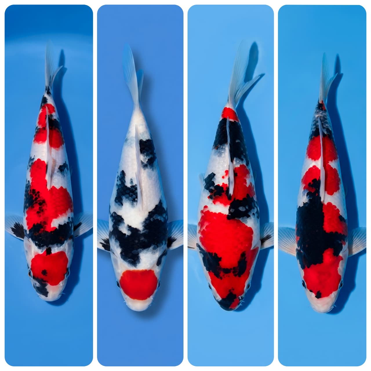 Lelang Koi Online, Jual Beli Ikan Koi, Pasar Koi Terbaik, Agen Lelang Koi, Penawaran Koi Berkualitas, Harga Jual Koi, Lelang Ikan Koi Import, Beli Koi Online, Jual Koi Murah, Koi Showroom, Penjual Koi Terpercaya, Lelang Koi Jakarta, Jual Koi Lokal, Koi Kualitas Unggul, Harga Terbaik Koi, Jual Koi Indukan, Lelang Ikan Hias Koi, Pasar Koi Indonesia, Beli Koi Berkualitas Tinggi, Koi Farm Terbesar, Jual Beli Koi Impor, Lelang Ikan Koi Kualitas Premium, Daftar Harga Koi Terbaru, Pusat Jual Beli Koi, Info Lelang Koi Hari Ini.