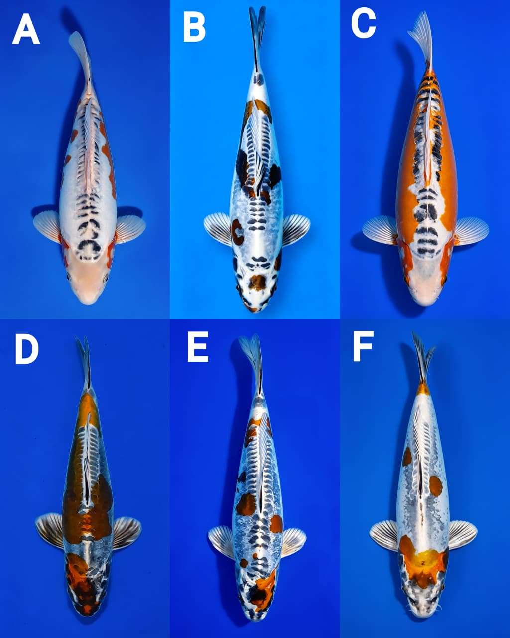 Lelang Koi Online, Jual Beli Ikan Koi, Pasar Koi Terbaik, Agen Lelang Koi, Penawaran Koi Berkualitas, Harga Jual Koi, Lelang Ikan Koi Import, Beli Koi Online, Jual Koi Murah, Koi Showroom, Penjual Koi Terpercaya, Lelang Koi Jakarta, Jual Koi Lokal, Koi Kualitas Unggul, Harga Terbaik Koi, Jual Koi Indukan, Lelang Ikan Hias Koi, Pasar Koi Indonesia, Beli Koi Berkualitas Tinggi, Koi Farm Terbesar, Jual Beli Koi Impor, Lelang Ikan Koi Kualitas Premium, Daftar Harga Koi Terbaru, Pusat Jual Beli Koi, Info Lelang Koi Hari Ini.