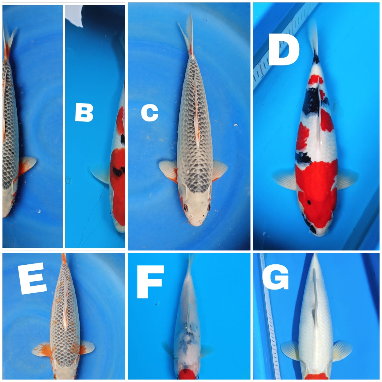 Lelang Koi Online, Jual Beli Ikan Koi, Pasar Koi Terbaik, Agen Lelang Koi, Penawaran Koi Berkualitas, Harga Jual Koi, Lelang Ikan Koi Import, Beli Koi Online, Jual Koi Murah, Koi Showroom, Penjual Koi Terpercaya, Lelang Koi Jakarta, Jual Koi Lokal, Koi Kualitas Unggul, Harga Terbaik Koi, Jual Koi Indukan, Lelang Ikan Hias Koi, Pasar Koi Indonesia, Beli Koi Berkualitas Tinggi, Koi Farm Terbesar, Jual Beli Koi Impor, Lelang Ikan Koi Kualitas Premium, Daftar Harga Koi Terbaru, Pusat Jual Beli Koi, Info Lelang Koi Hari Ini.