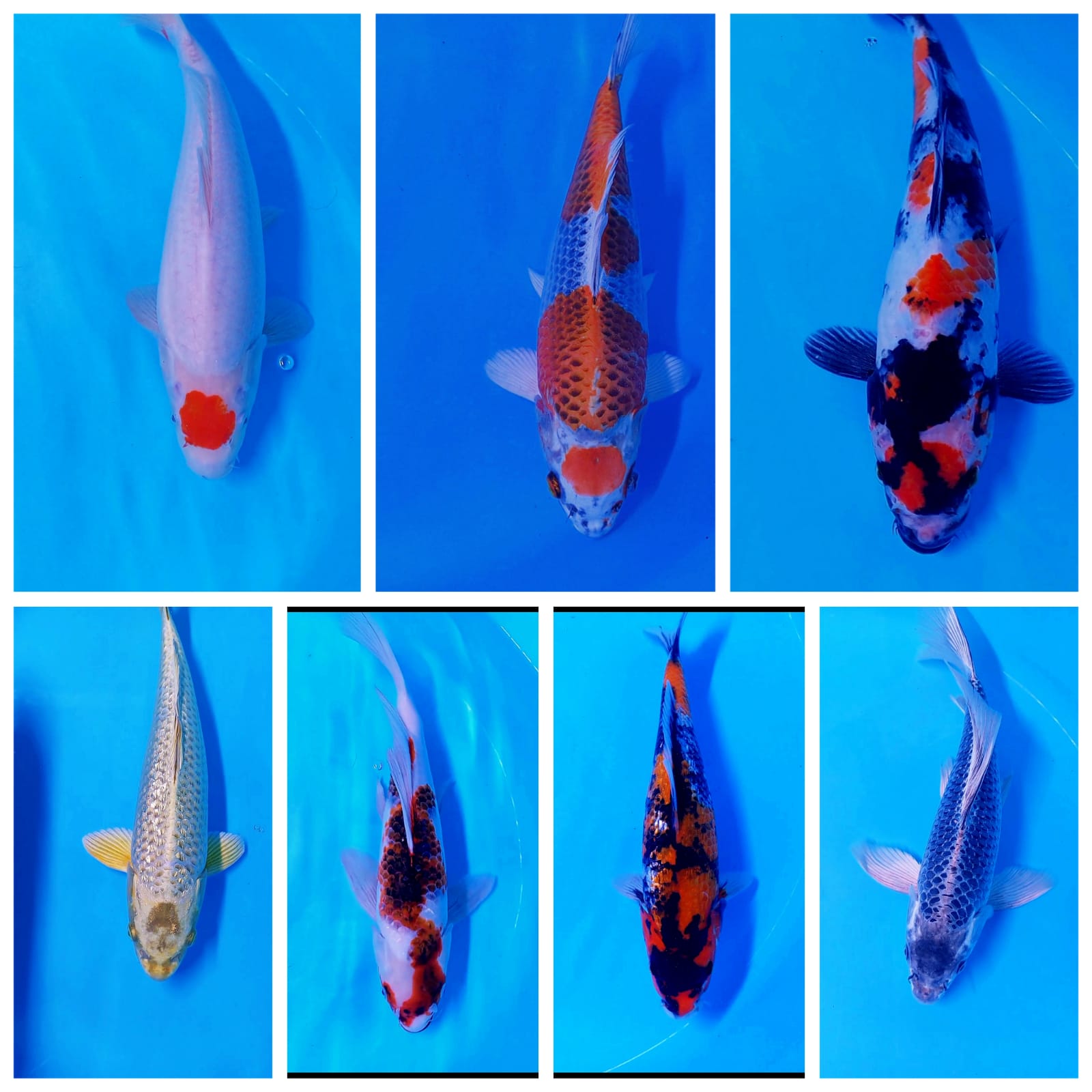 Lelang Koi Online, Jual Beli Ikan Koi, Pasar Koi Terbaik, Agen Lelang Koi, Penawaran Koi Berkualitas, Harga Jual Koi, Lelang Ikan Koi Import, Beli Koi Online, Jual Koi Murah, Koi Showroom, Penjual Koi Terpercaya, Lelang Koi Jakarta, Jual Koi Lokal, Koi Kualitas Unggul, Harga Terbaik Koi, Jual Koi Indukan, Lelang Ikan Hias Koi, Pasar Koi Indonesia, Beli Koi Berkualitas Tinggi, Koi Farm Terbesar, Jual Beli Koi Impor, Lelang Ikan Koi Kualitas Premium, Daftar Harga Koi Terbaru, Pusat Jual Beli Koi, Info Lelang Koi Hari Ini.