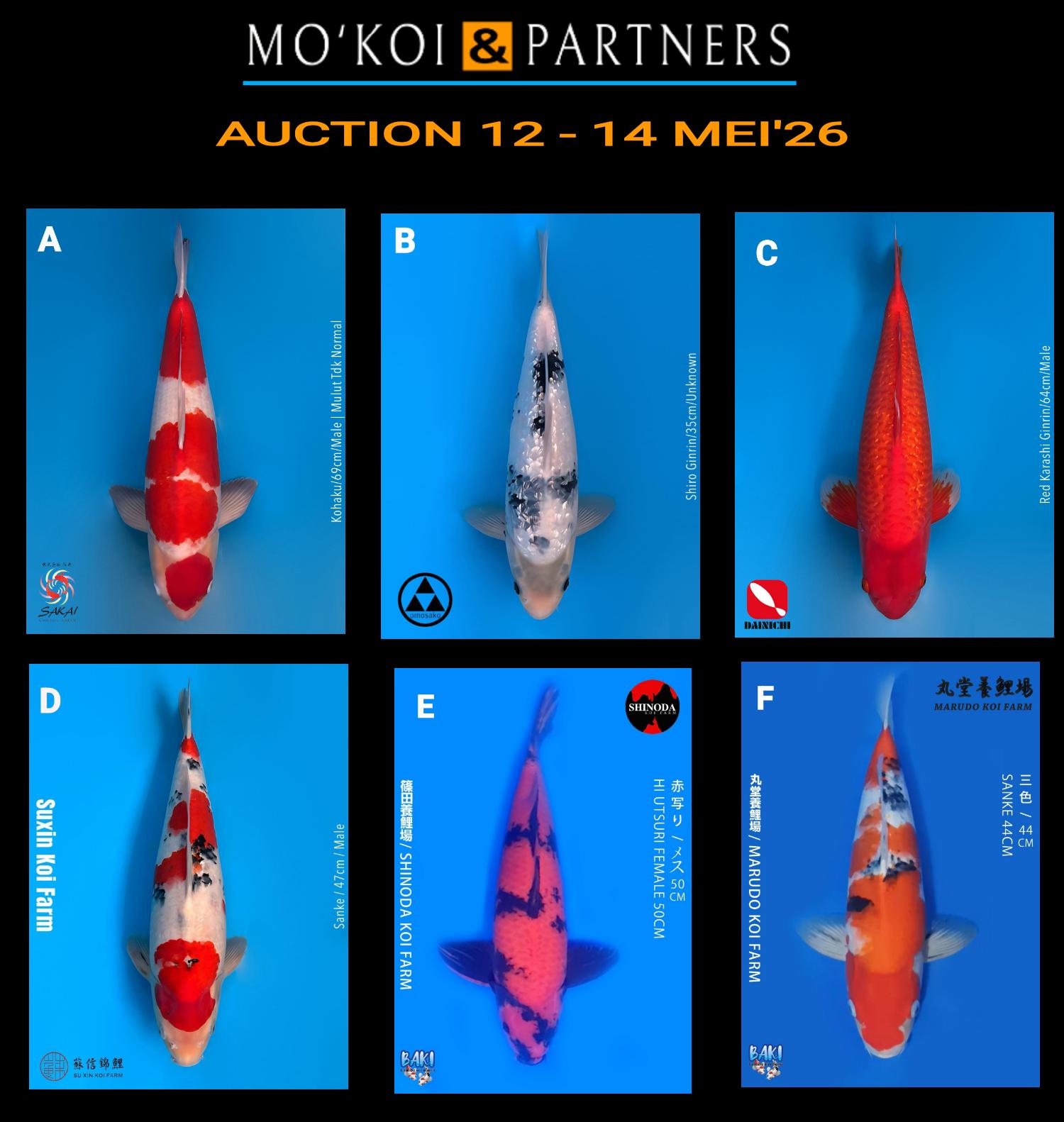 Lelang Koi Online, Jual Beli Ikan Koi, Pasar Koi Terbaik, Agen Lelang Koi, Penawaran Koi Berkualitas, Harga Jual Koi, Lelang Ikan Koi Import, Beli Koi Online, Jual Koi Murah, Koi Showroom, Penjual Koi Terpercaya, Lelang Koi Jakarta, Jual Koi Lokal, Koi Kualitas Unggul, Harga Terbaik Koi, Jual Koi Indukan, Lelang Ikan Hias Koi, Pasar Koi Indonesia, Beli Koi Berkualitas Tinggi, Koi Farm Terbesar, Jual Beli Koi Impor, Lelang Ikan Koi Kualitas Premium, Daftar Harga Koi Terbaru, Pusat Jual Beli Koi, Info Lelang Koi Hari Ini.