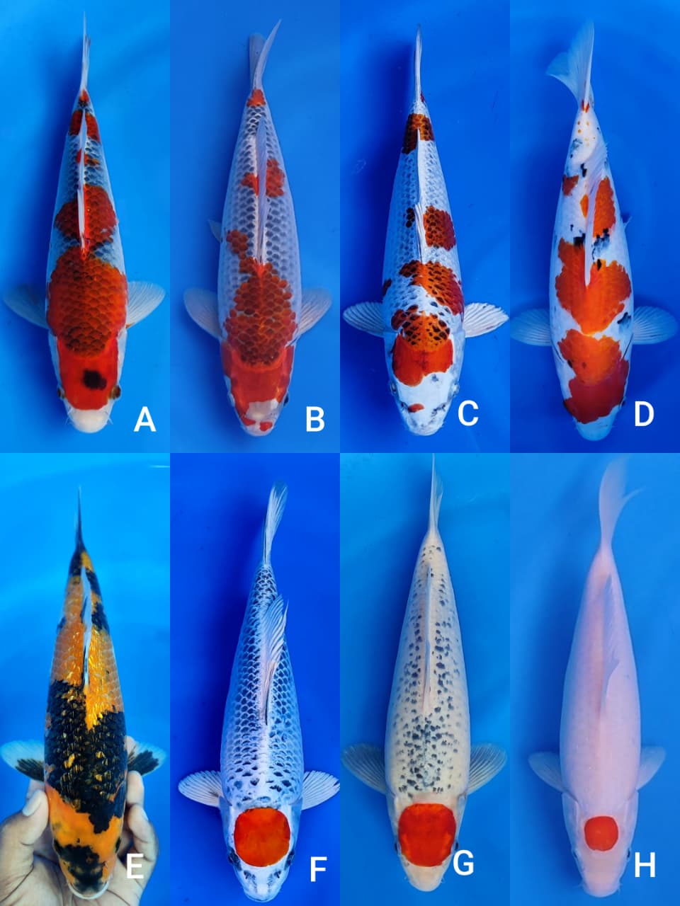 Lelang Koi Online, Jual Beli Ikan Koi, Pasar Koi Terbaik, Agen Lelang Koi, Penawaran Koi Berkualitas, Harga Jual Koi, Lelang Ikan Koi Import, Beli Koi Online, Jual Koi Murah, Koi Showroom, Penjual Koi Terpercaya, Lelang Koi Jakarta, Jual Koi Lokal, Koi Kualitas Unggul, Harga Terbaik Koi, Jual Koi Indukan, Lelang Ikan Hias Koi, Pasar Koi Indonesia, Beli Koi Berkualitas Tinggi, Koi Farm Terbesar, Jual Beli Koi Impor, Lelang Ikan Koi Kualitas Premium, Daftar Harga Koi Terbaru, Pusat Jual Beli Koi, Info Lelang Koi Hari Ini.
