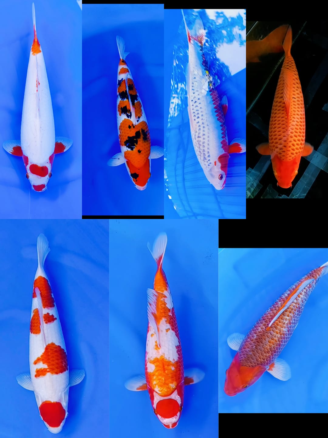 Lelang Koi Online, Jual Beli Ikan Koi, Pasar Koi Terbaik, Agen Lelang Koi, Penawaran Koi Berkualitas, Harga Jual Koi, Lelang Ikan Koi Import, Beli Koi Online, Jual Koi Murah, Koi Showroom, Penjual Koi Terpercaya, Lelang Koi Jakarta, Jual Koi Lokal, Koi Kualitas Unggul, Harga Terbaik Koi, Jual Koi Indukan, Lelang Ikan Hias Koi, Pasar Koi Indonesia, Beli Koi Berkualitas Tinggi, Koi Farm Terbesar, Jual Beli Koi Impor, Lelang Ikan Koi Kualitas Premium, Daftar Harga Koi Terbaru, Pusat Jual Beli Koi, Info Lelang Koi Hari Ini.