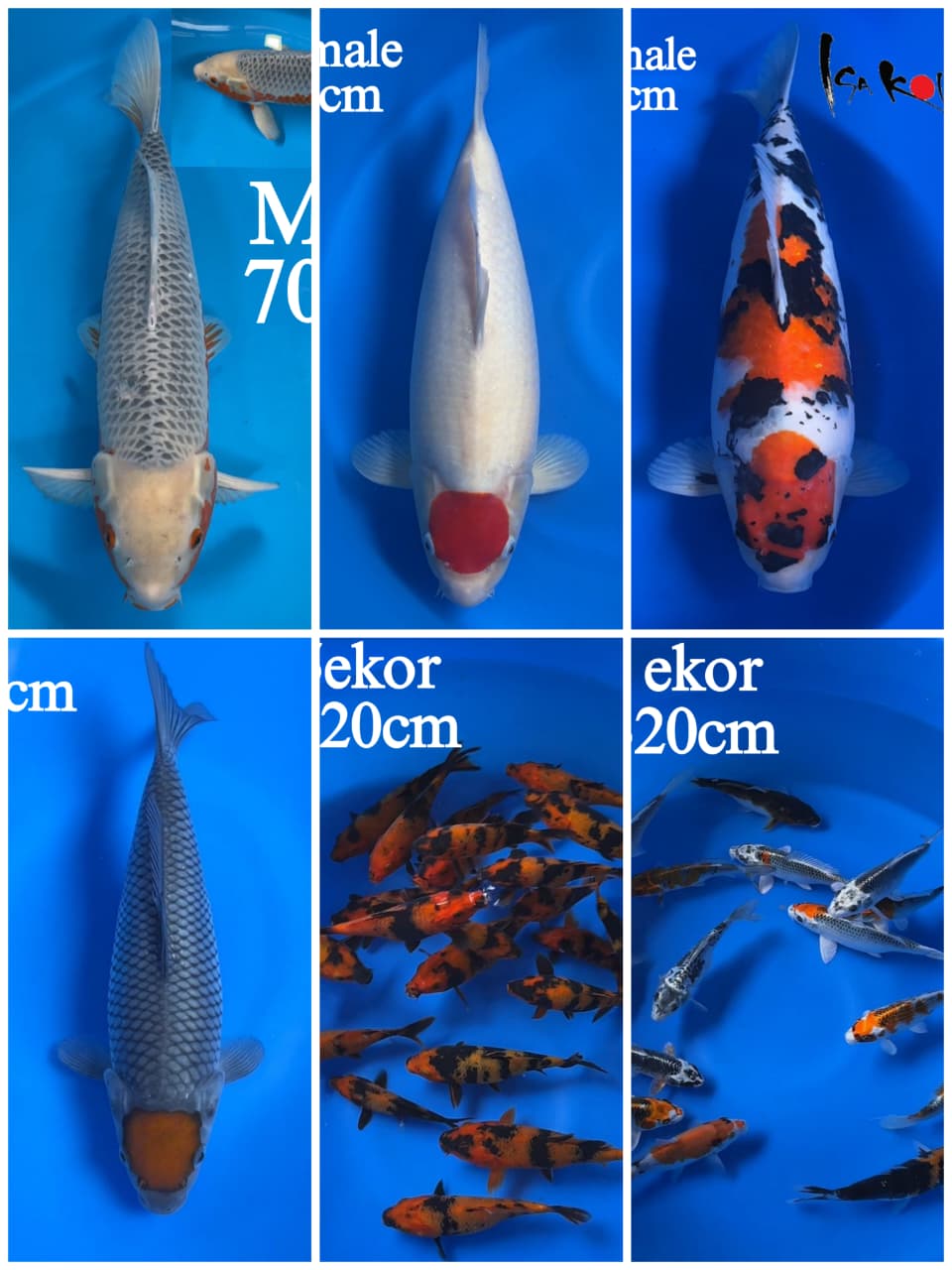 Lelang Koi Online, Jual Beli Ikan Koi, Pasar Koi Terbaik, Agen Lelang Koi, Penawaran Koi Berkualitas, Harga Jual Koi, Lelang Ikan Koi Import, Beli Koi Online, Jual Koi Murah, Koi Showroom, Penjual Koi Terpercaya, Lelang Koi Jakarta, Jual Koi Lokal, Koi Kualitas Unggul, Harga Terbaik Koi, Jual Koi Indukan, Lelang Ikan Hias Koi, Pasar Koi Indonesia, Beli Koi Berkualitas Tinggi, Koi Farm Terbesar, Jual Beli Koi Impor, Lelang Ikan Koi Kualitas Premium, Daftar Harga Koi Terbaru, Pusat Jual Beli Koi, Info Lelang Koi Hari Ini.