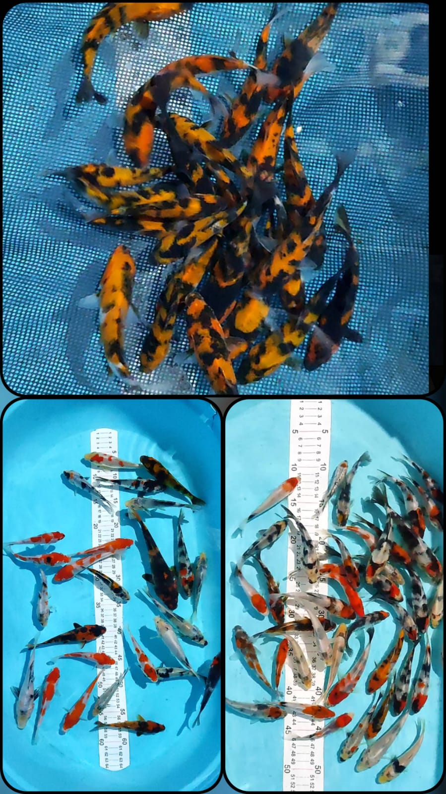 Lelang Koi Online, Jual Beli Ikan Koi, Pasar Koi Terbaik, Agen Lelang Koi, Penawaran Koi Berkualitas, Harga Jual Koi, Lelang Ikan Koi Import, Beli Koi Online, Jual Koi Murah, Koi Showroom, Penjual Koi Terpercaya, Lelang Koi Jakarta, Jual Koi Lokal, Koi Kualitas Unggul, Harga Terbaik Koi, Jual Koi Indukan, Lelang Ikan Hias Koi, Pasar Koi Indonesia, Beli Koi Berkualitas Tinggi, Koi Farm Terbesar, Jual Beli Koi Impor, Lelang Ikan Koi Kualitas Premium, Daftar Harga Koi Terbaru, Pusat Jual Beli Koi, Info Lelang Koi Hari Ini.